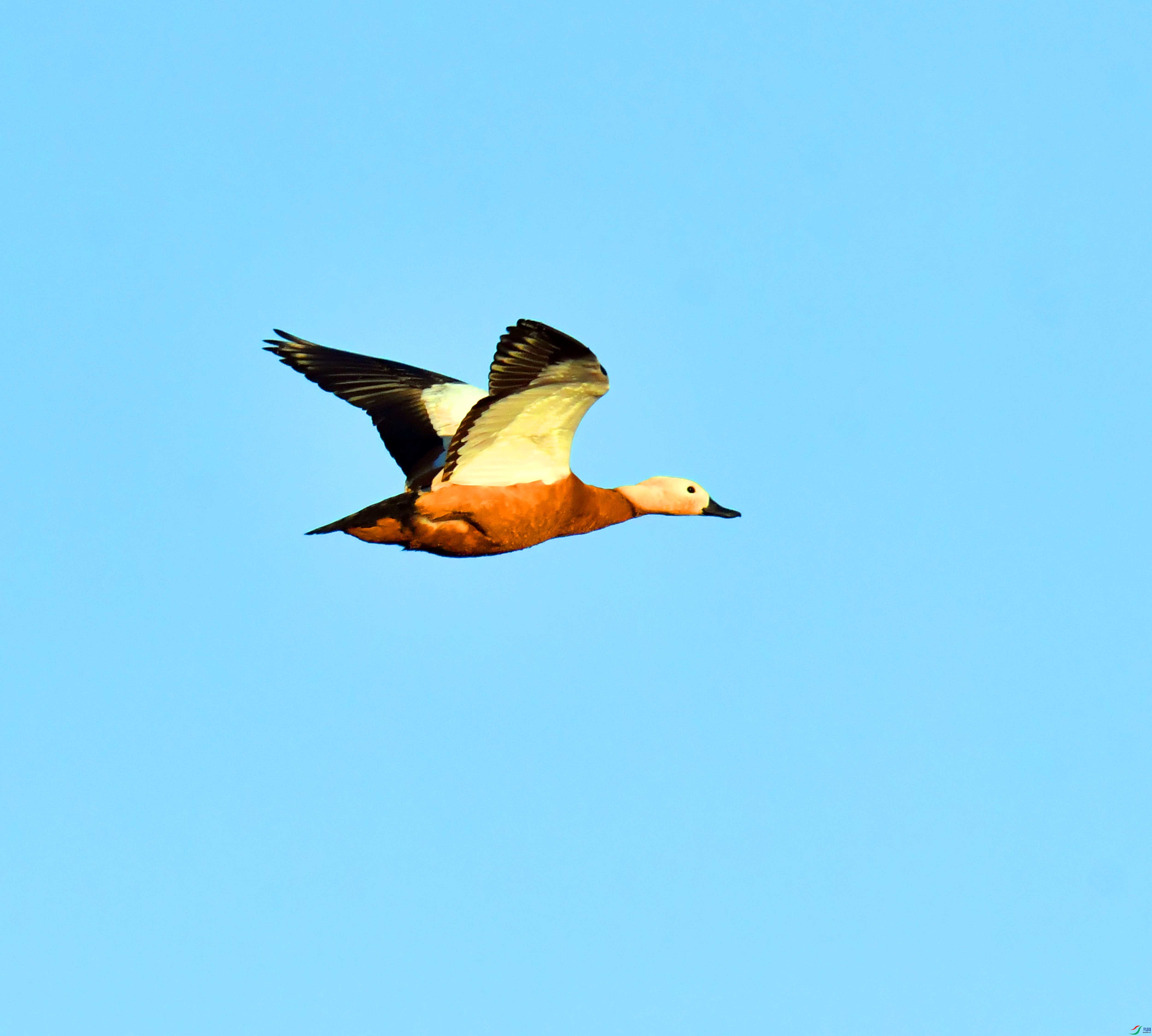 DSC_2592.JPG