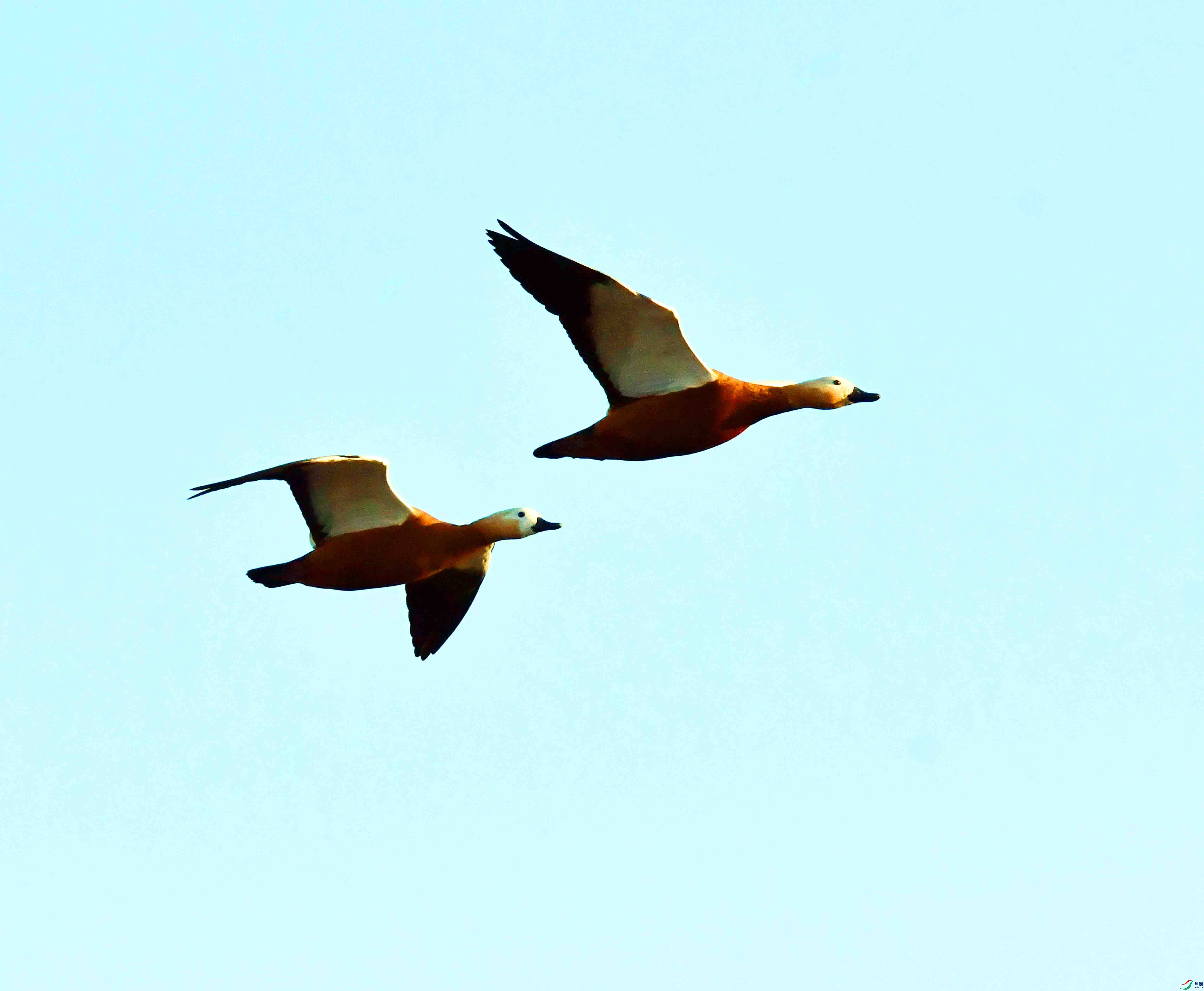 DSC_2927.JPG