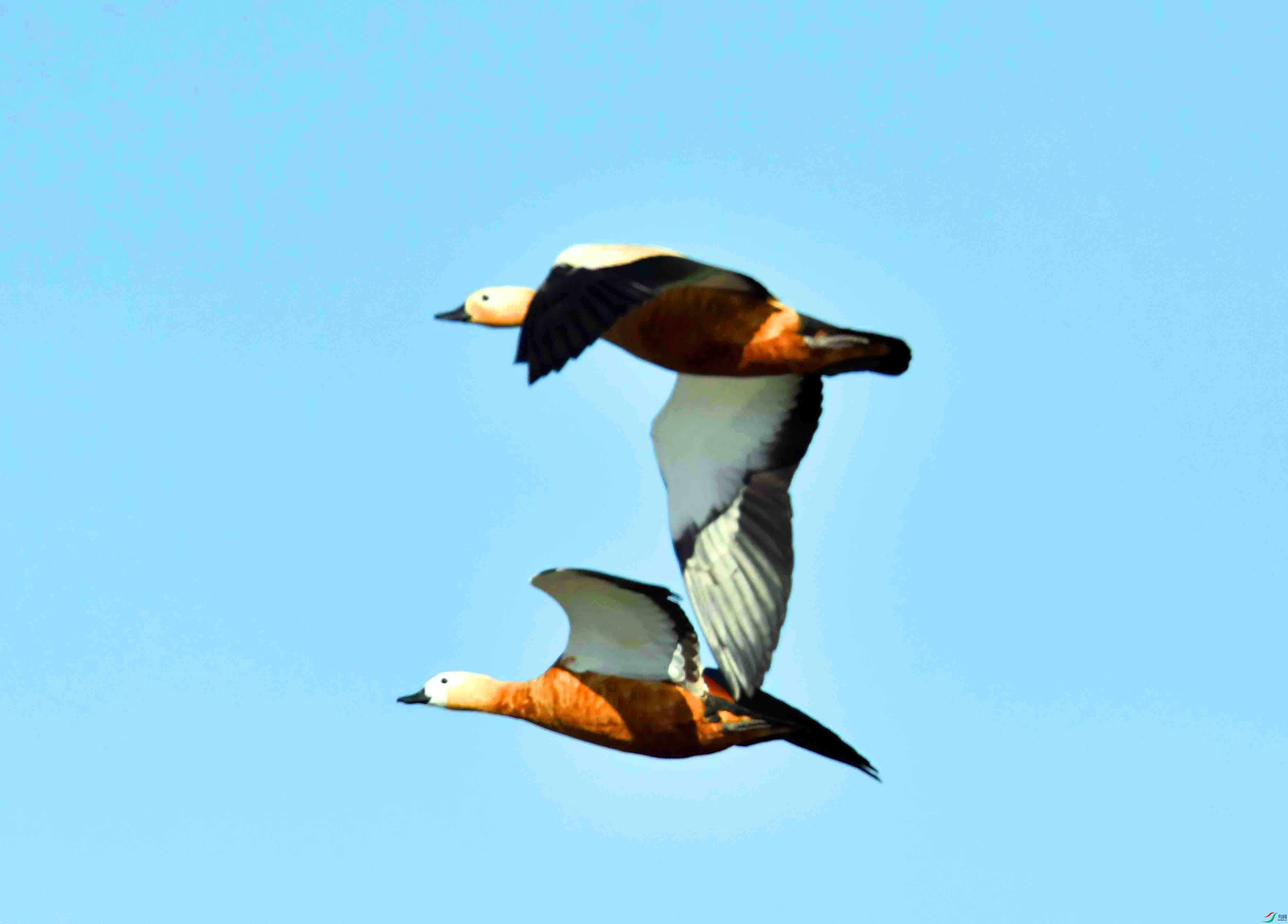 DSC_2793.JPG