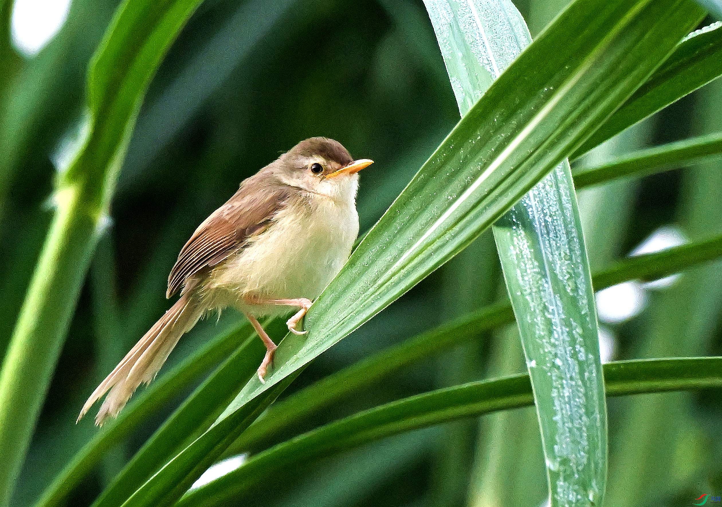 DSC_0681.JPG