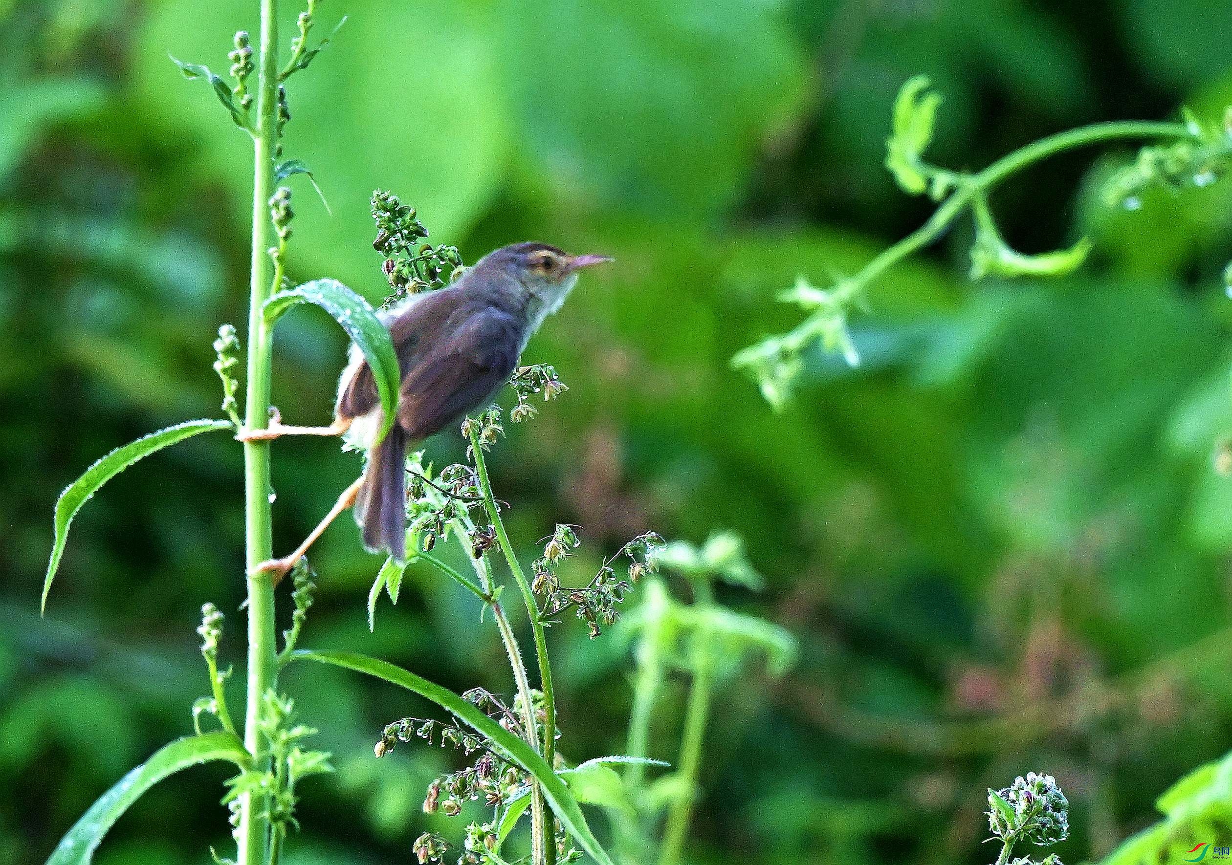 DSC_0322.JPG