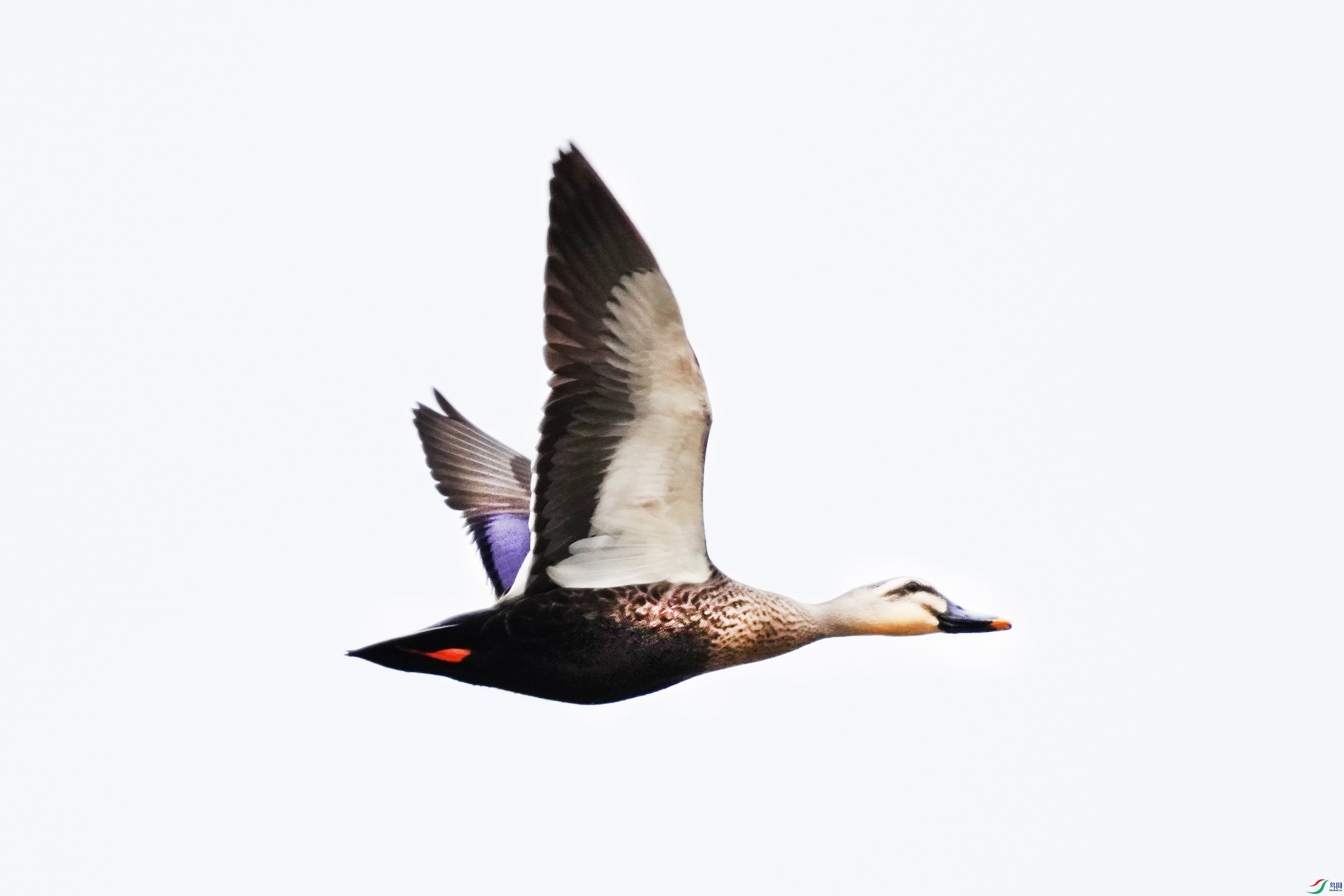 049DSC06293 ����2.jpg