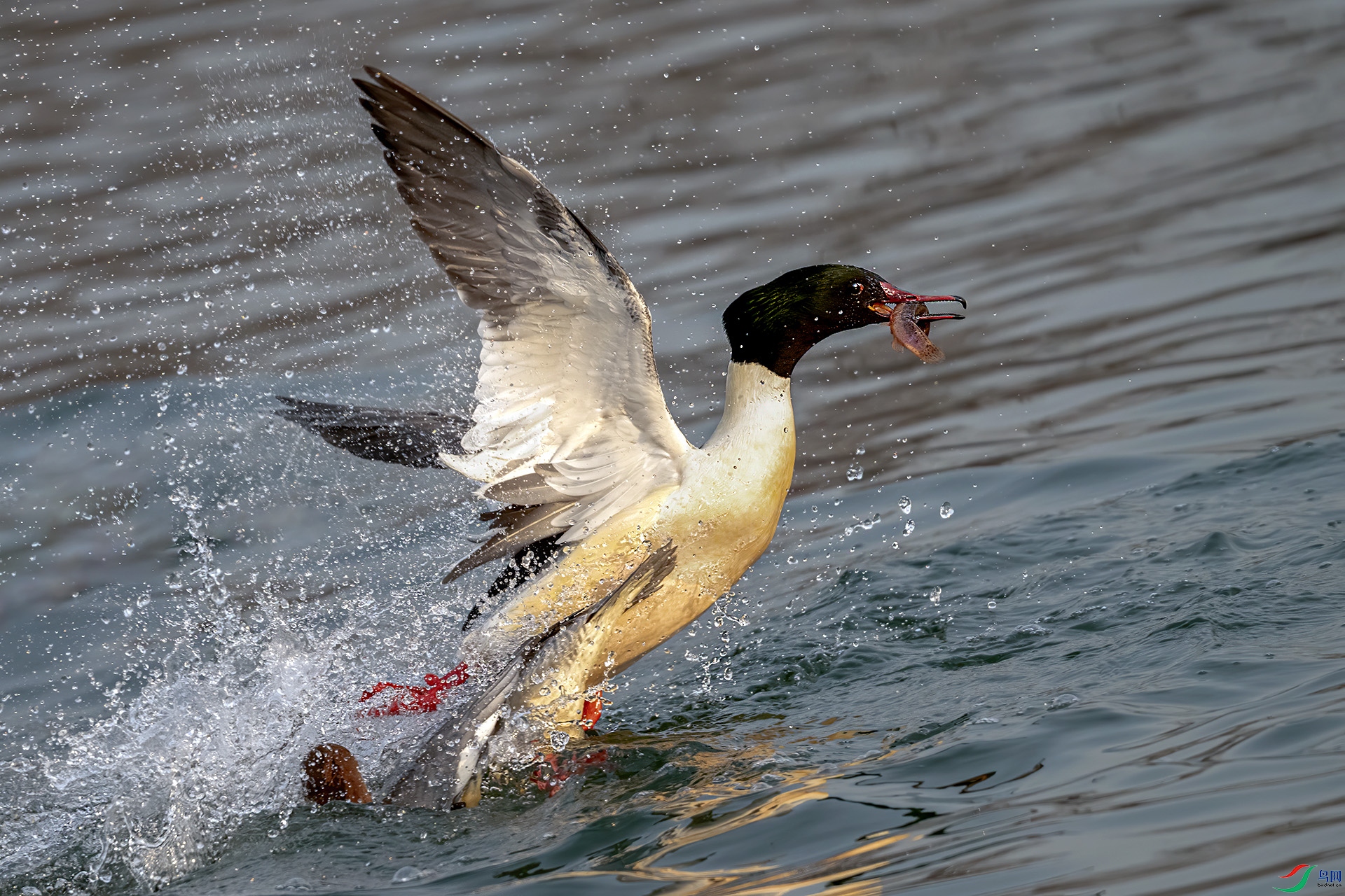 DSC_4061-.jpg