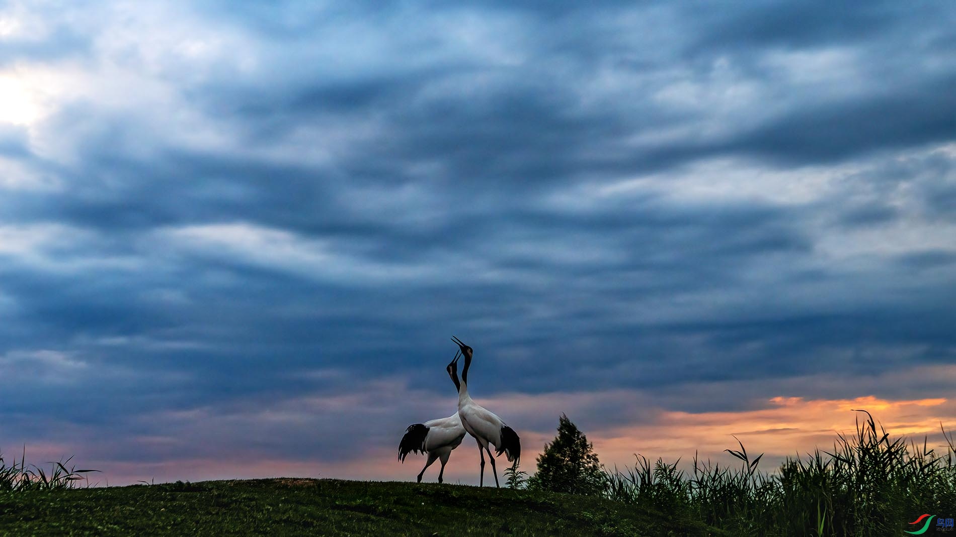 ϼ������