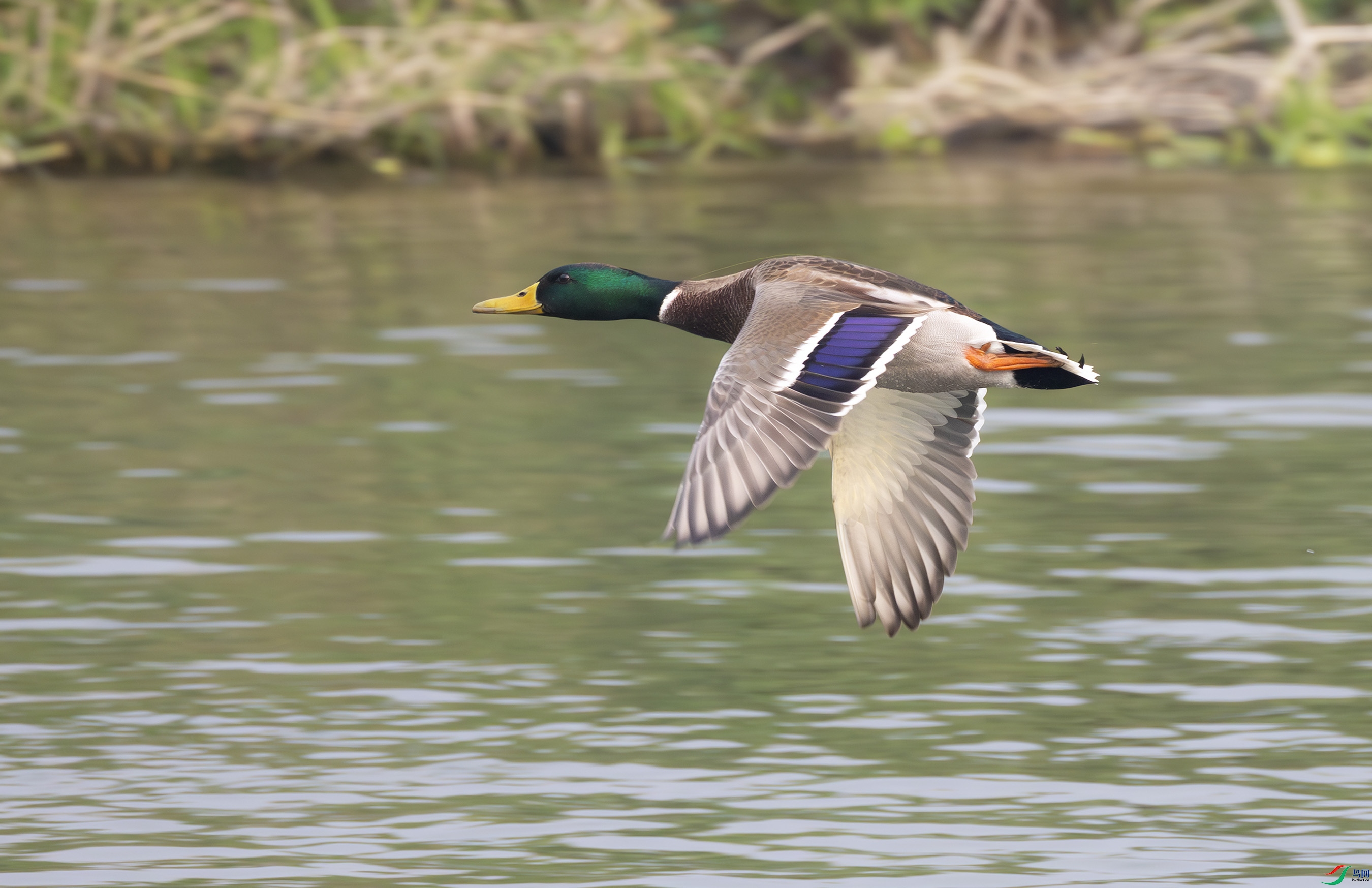 G47A2775-����ǿ-NR ����.jpg