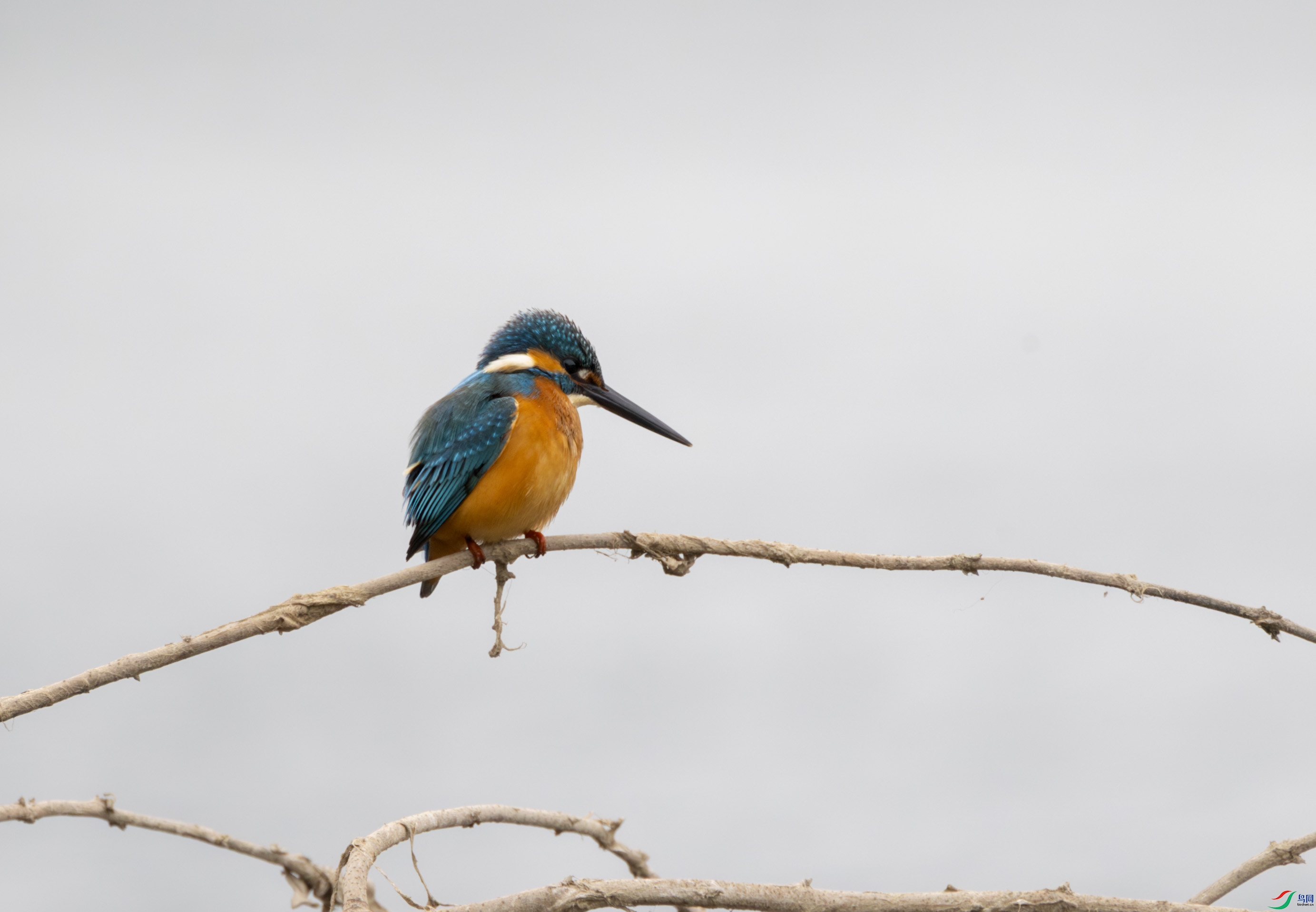 G47A0930-����ǿ-NR ����.jpg