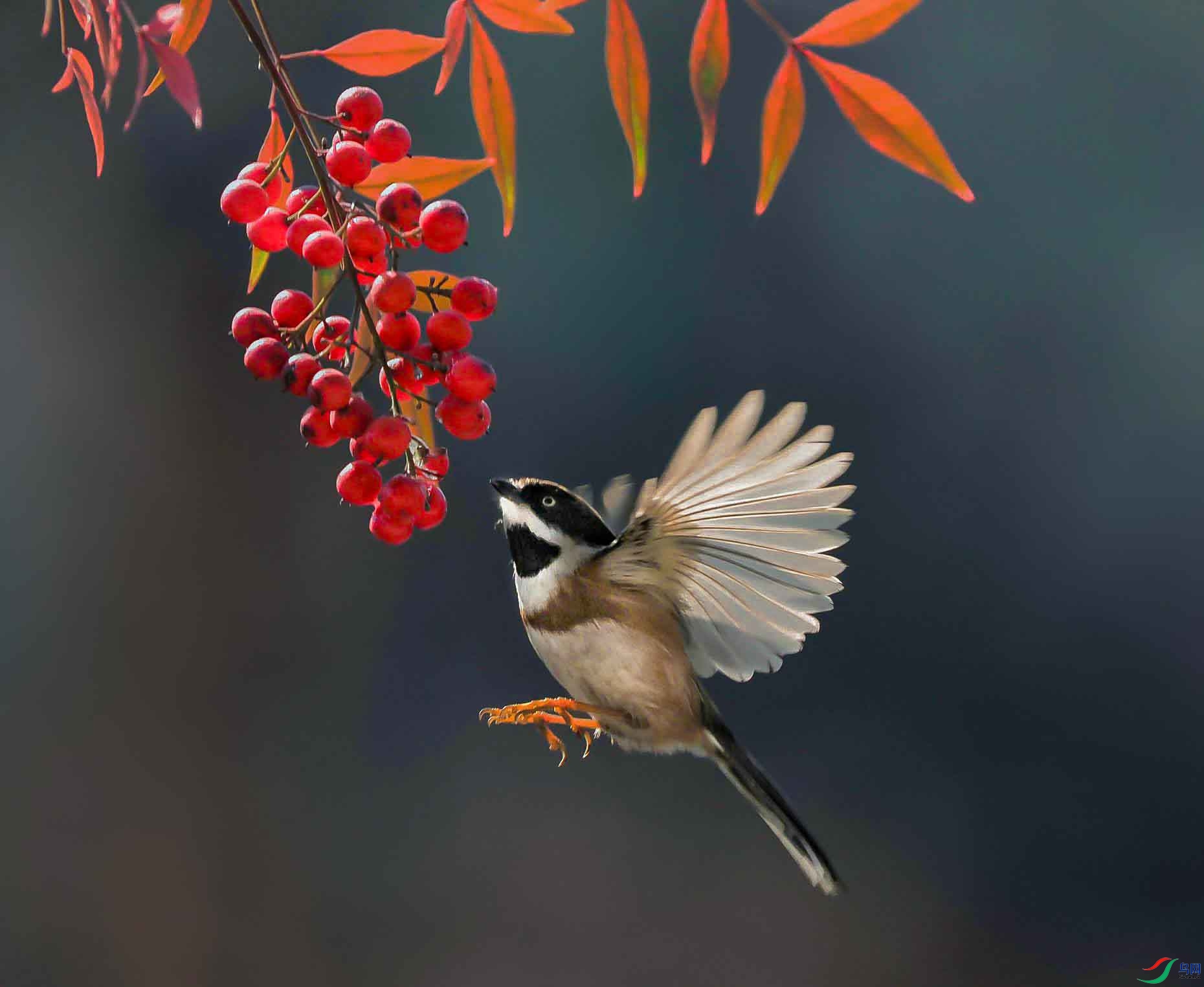 P1292887_--��ͷ_��ţ��ͼ ����.jpg