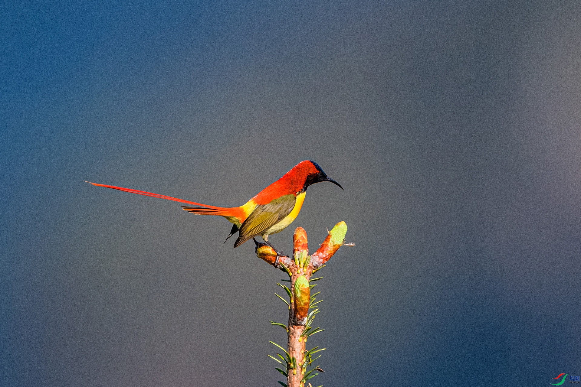 _AUU4705 ��β̫����(25.6.13).jpg