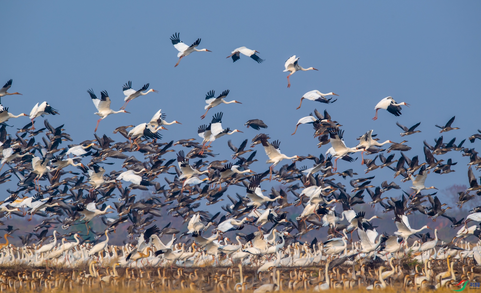 DSC_�׺ס����� - ����.jpg