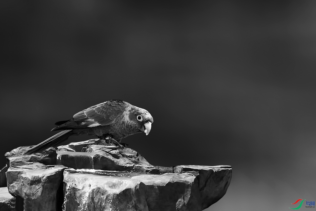 �ڰ���Ƭ 039.jpg