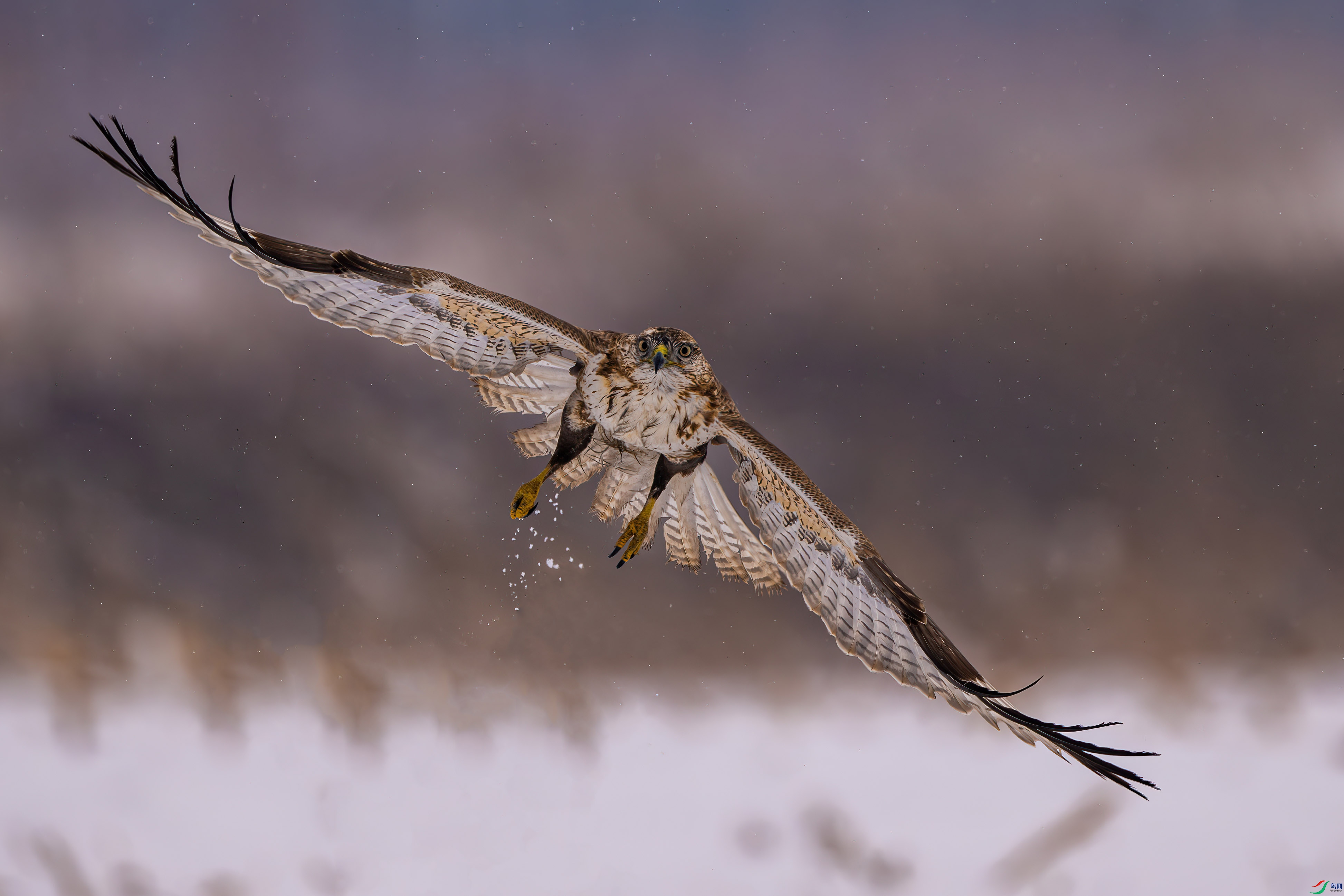 ��ѩ���\��