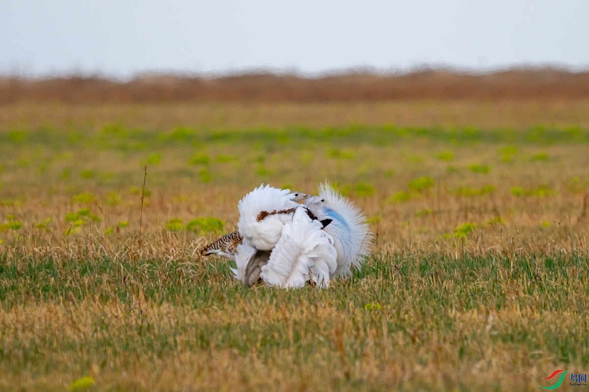 DSC01127-1.jpg