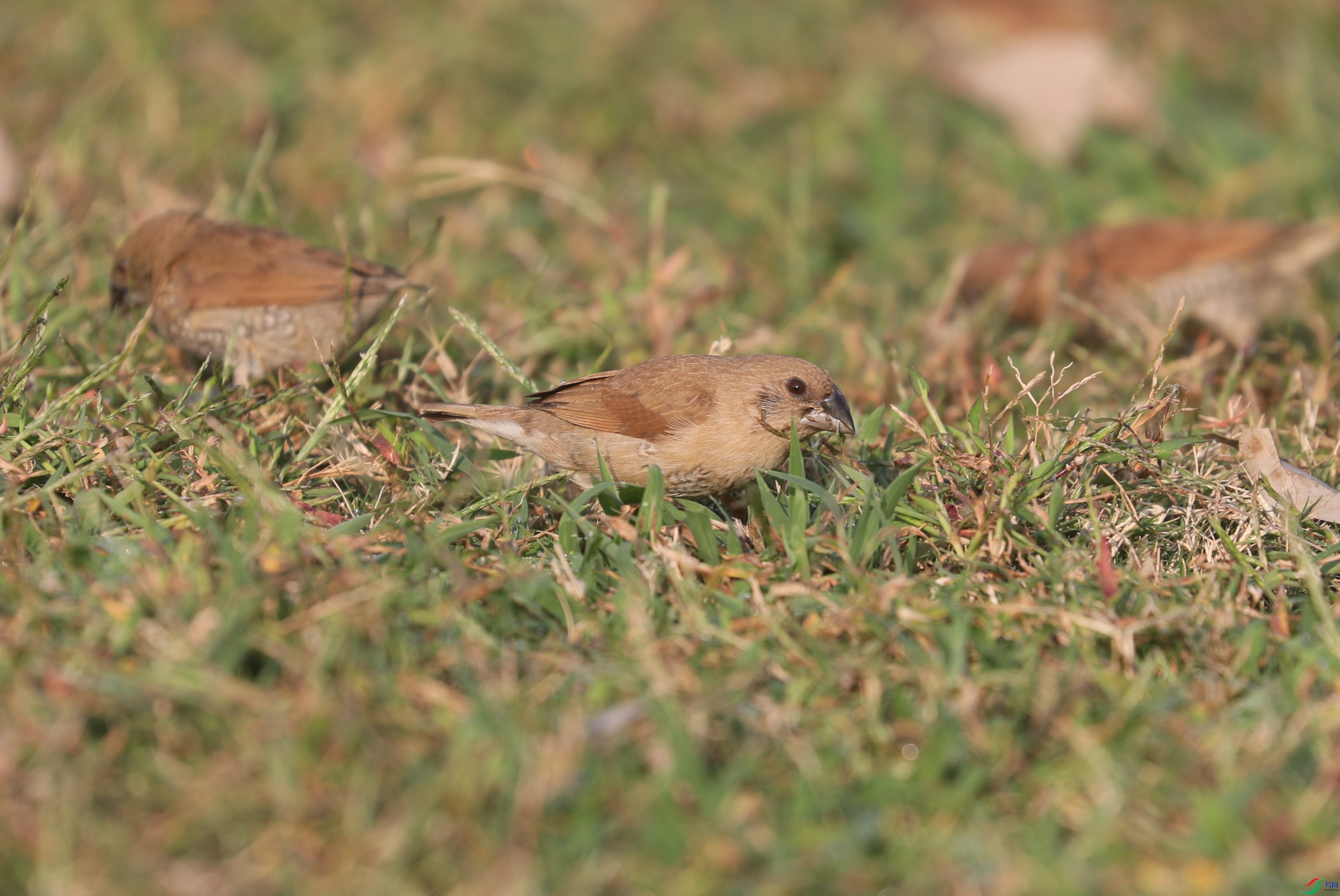 BL7A0336.JPG