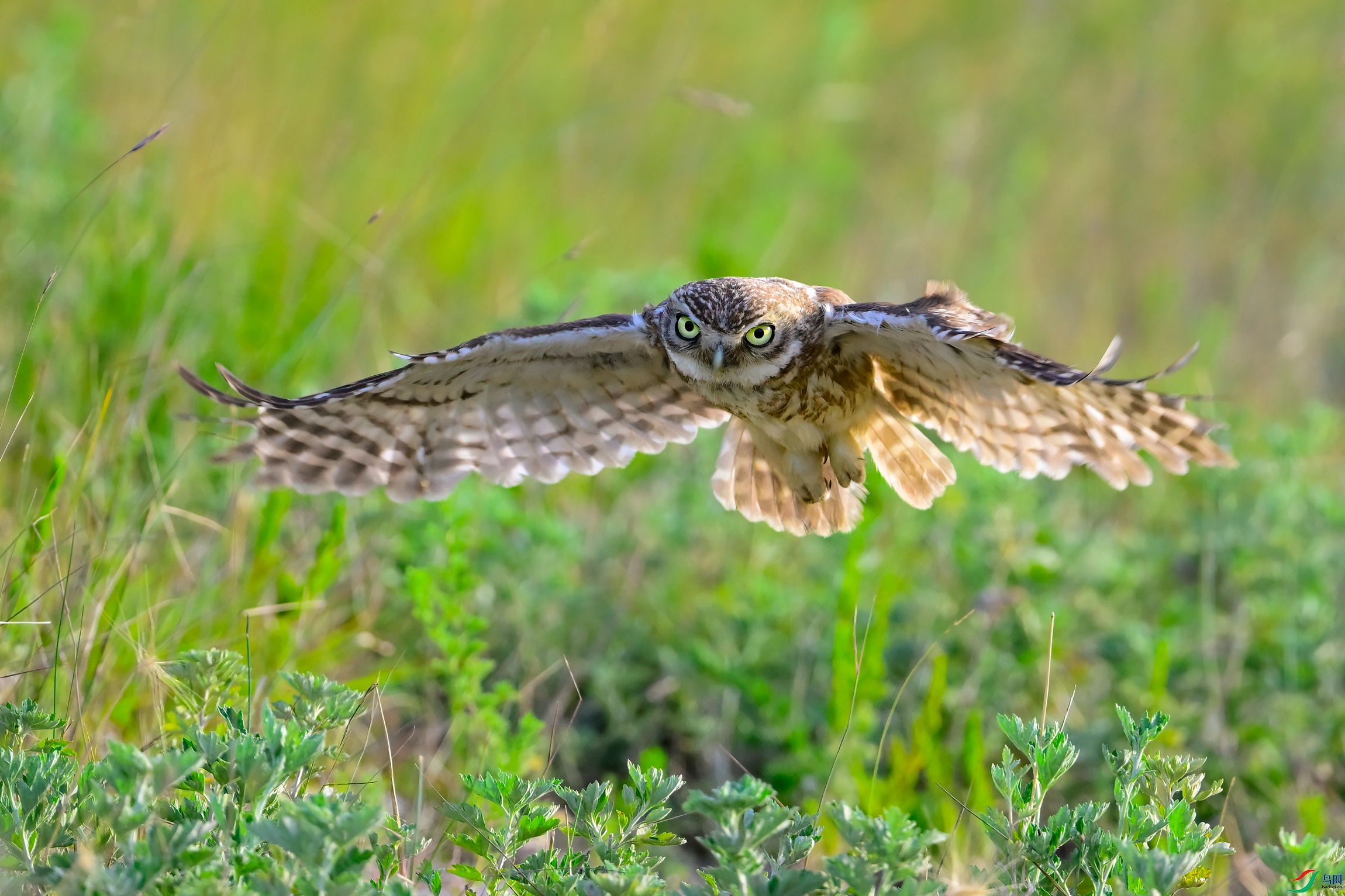 _DSC0788x.jpg