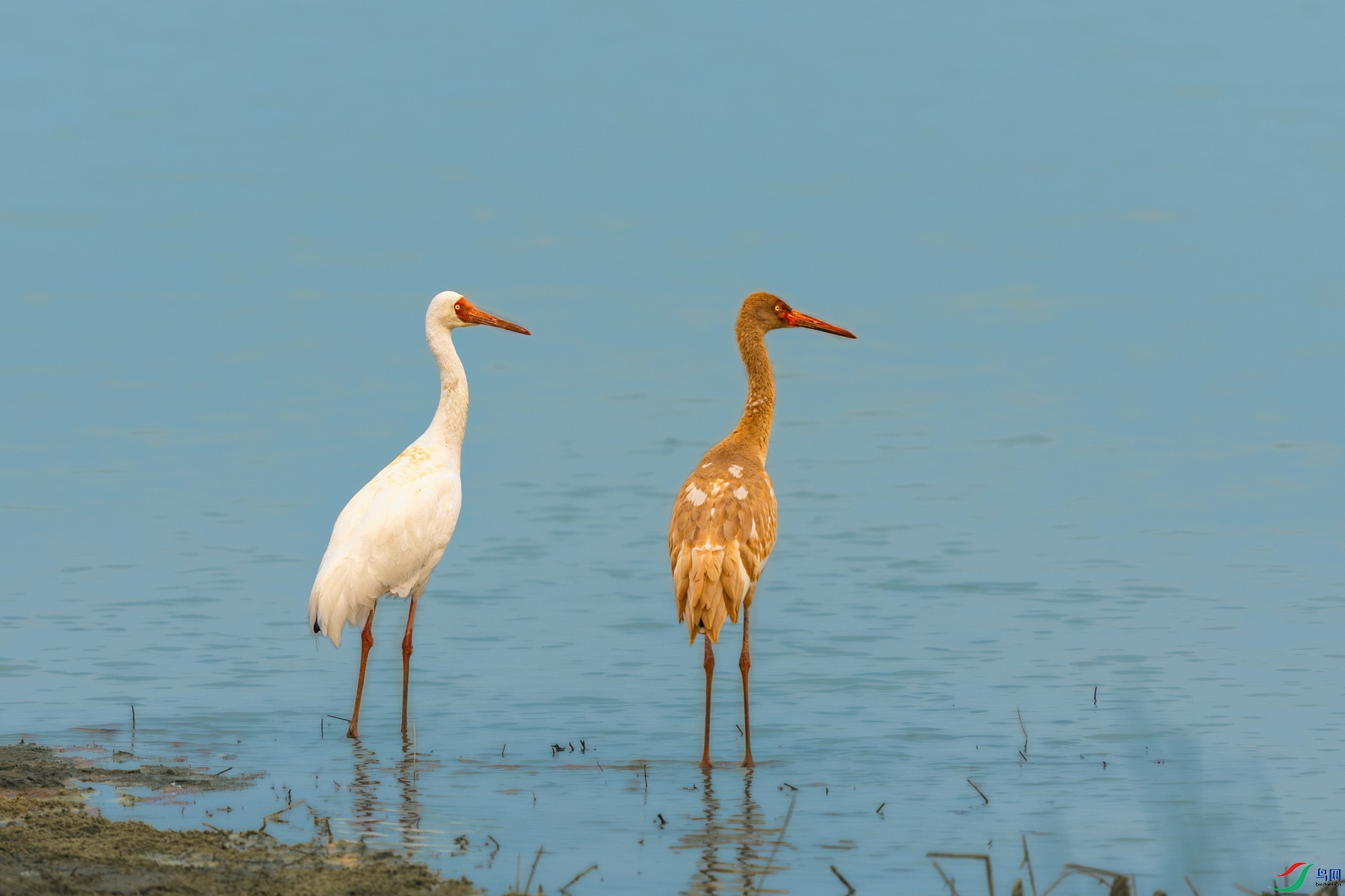 �׺�---����ĸ����