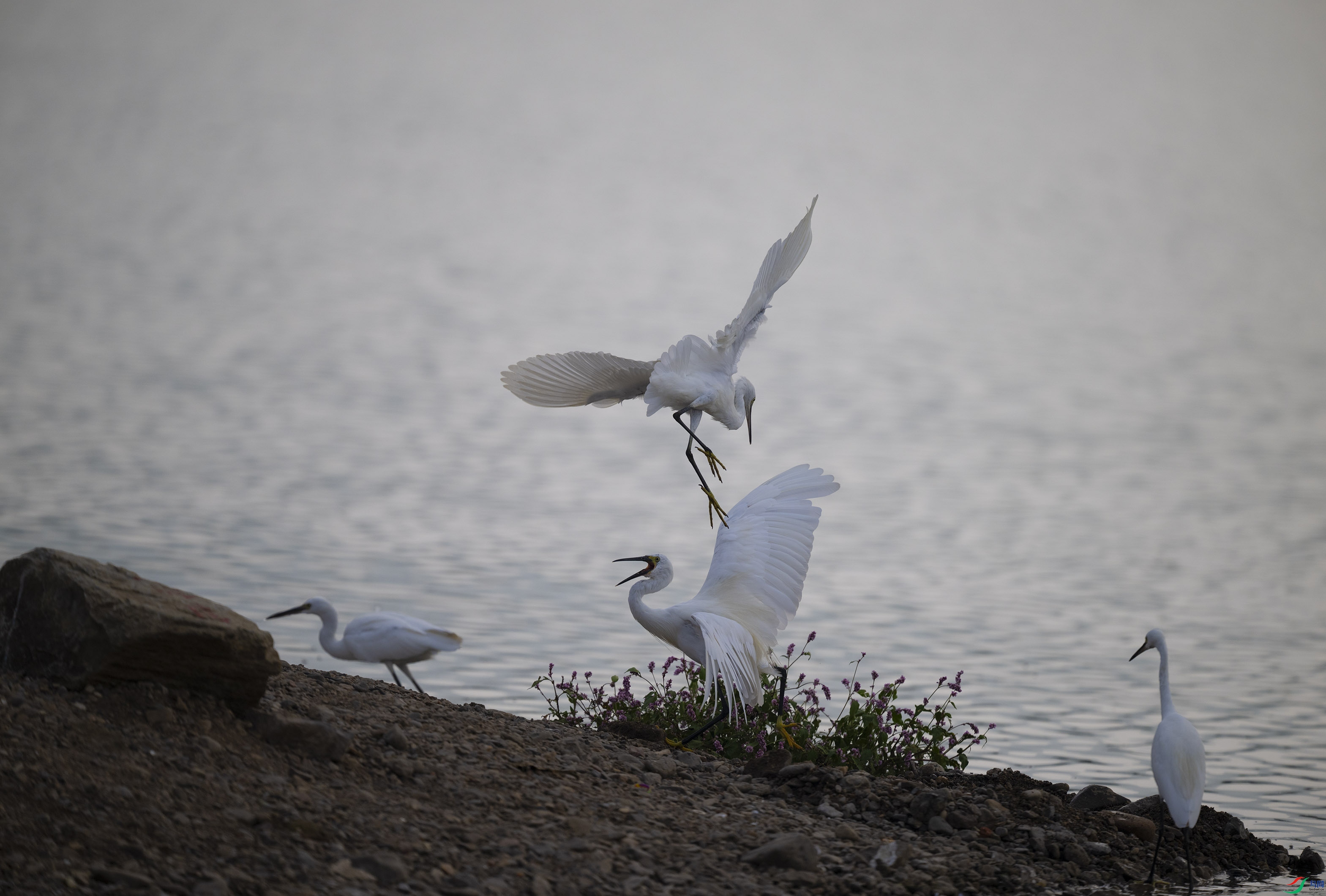 DSC_6990.jpg