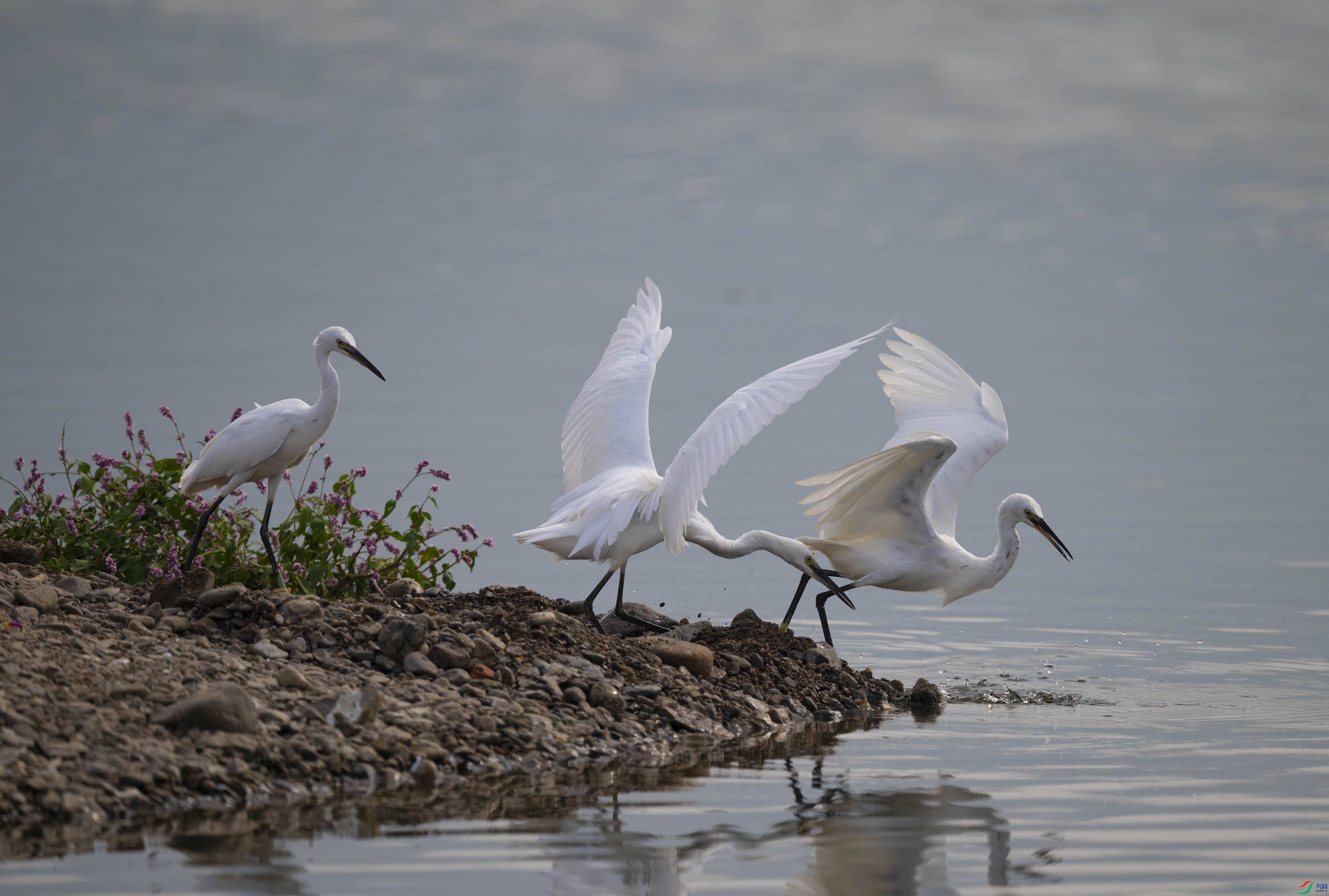 DSC_7137.jpg