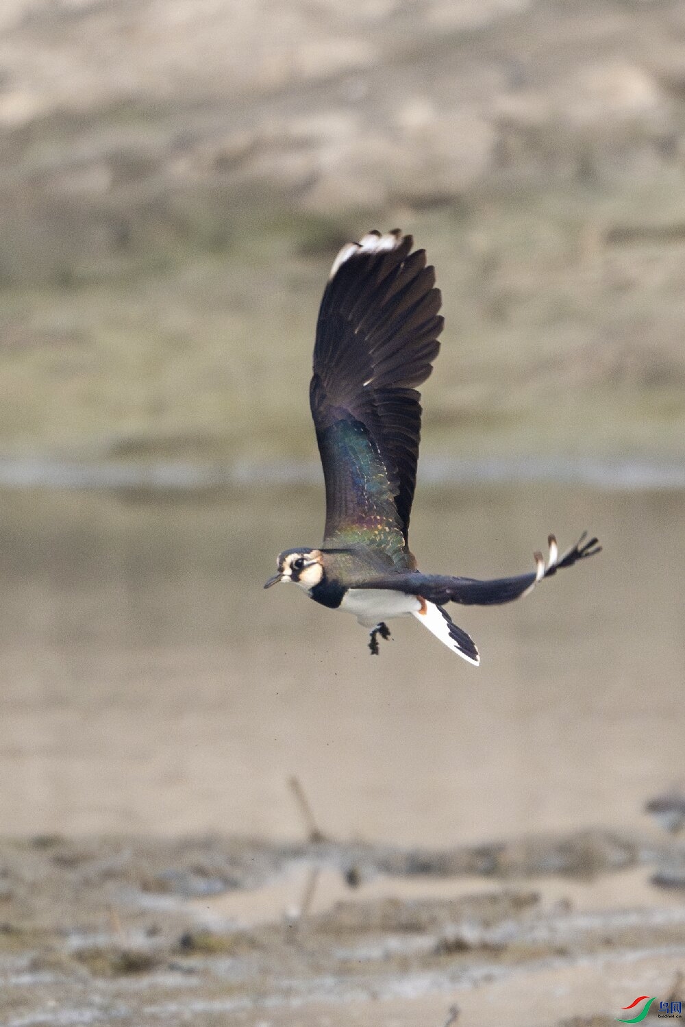 _DSC8998-����ǿ-NR ���� 2.jpg