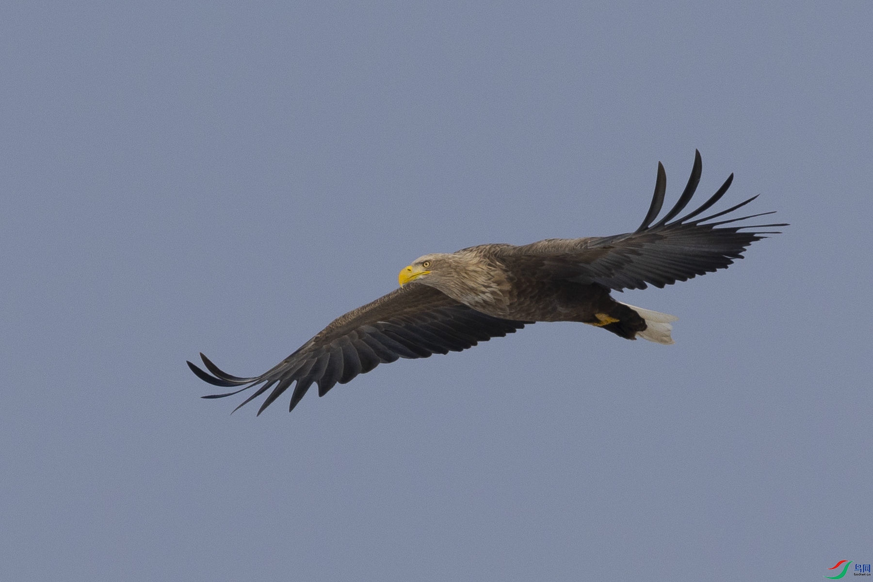 ��β����