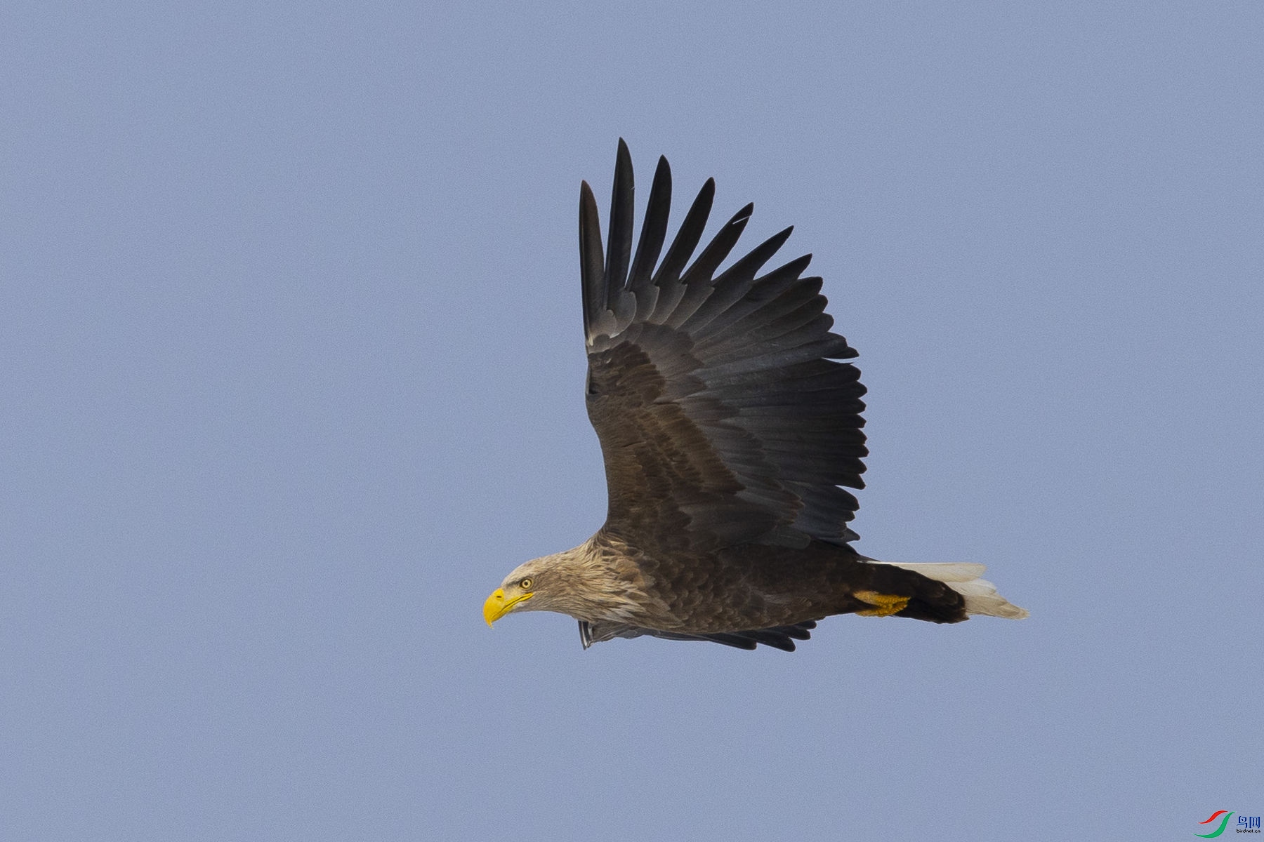 ��β����