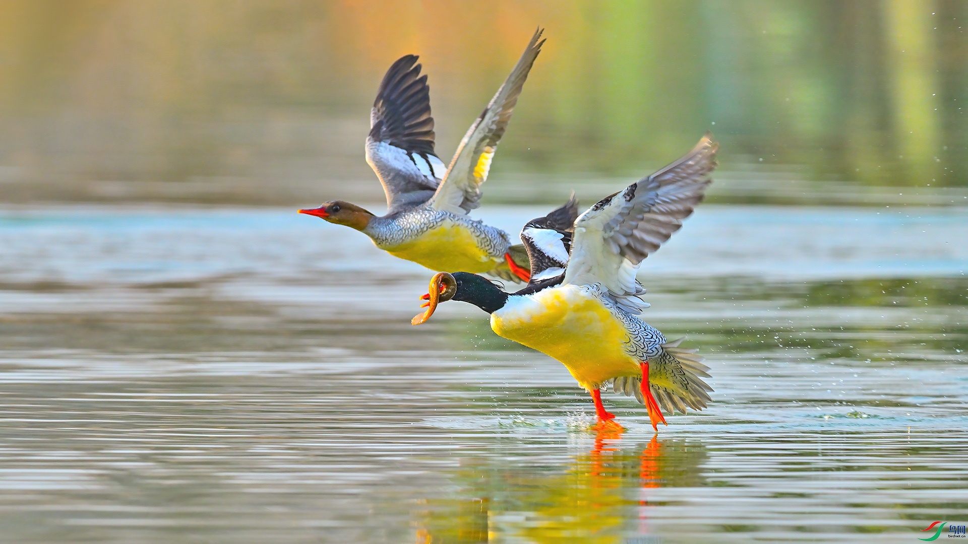 XHH_5709 ���� 2.jpg