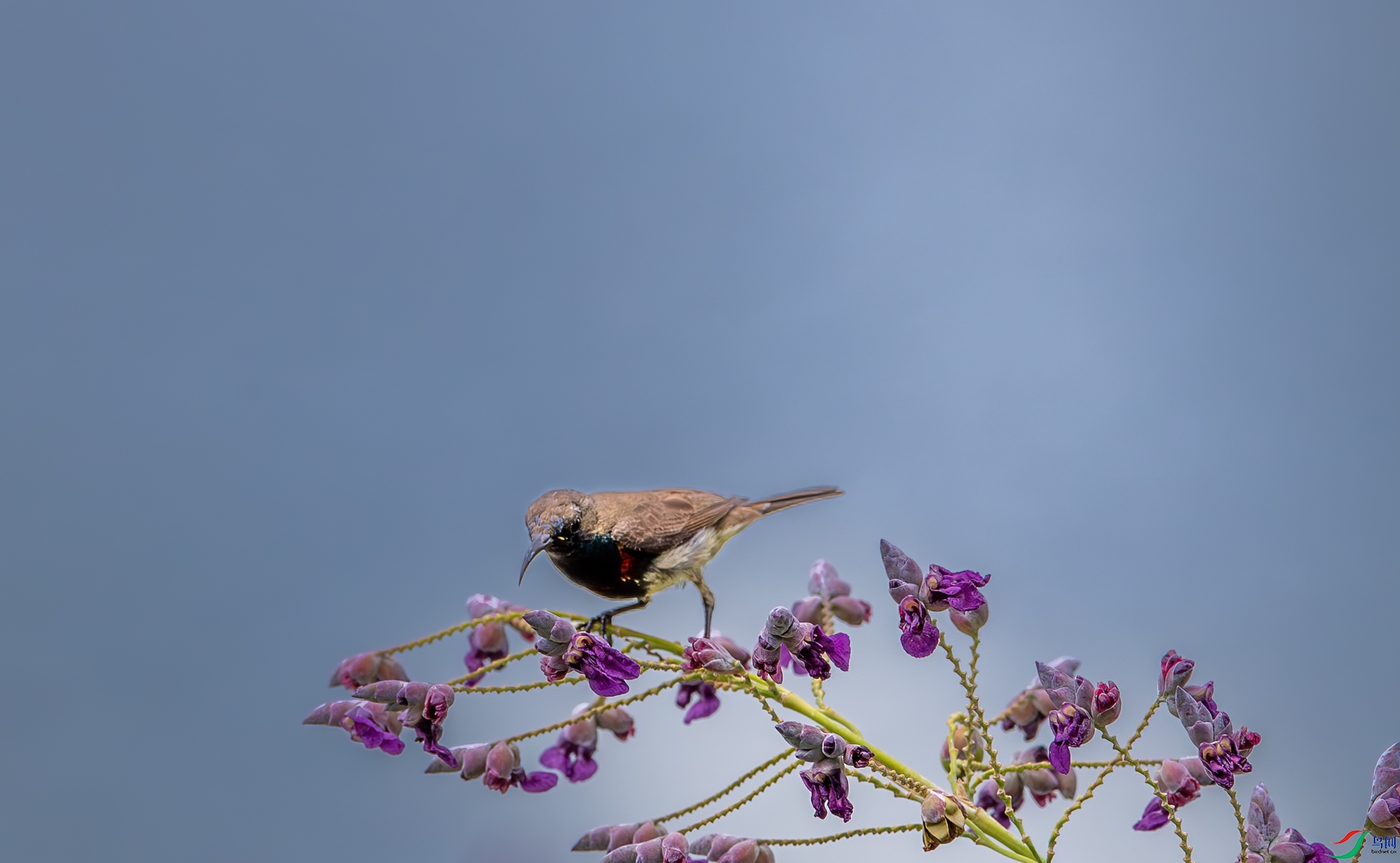 DSC_7036-1.jpg