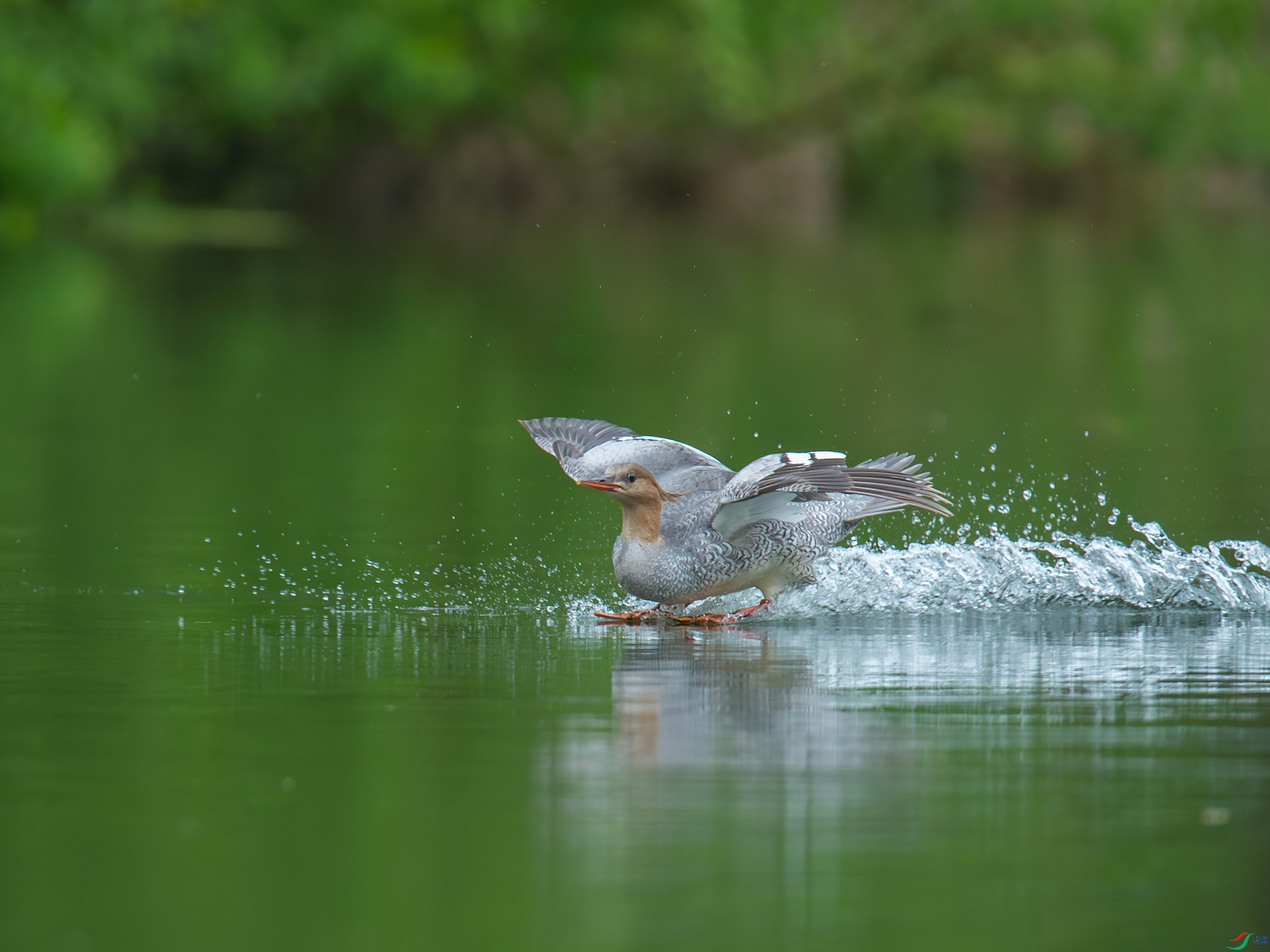 �л���ɳѼ (24).jpg