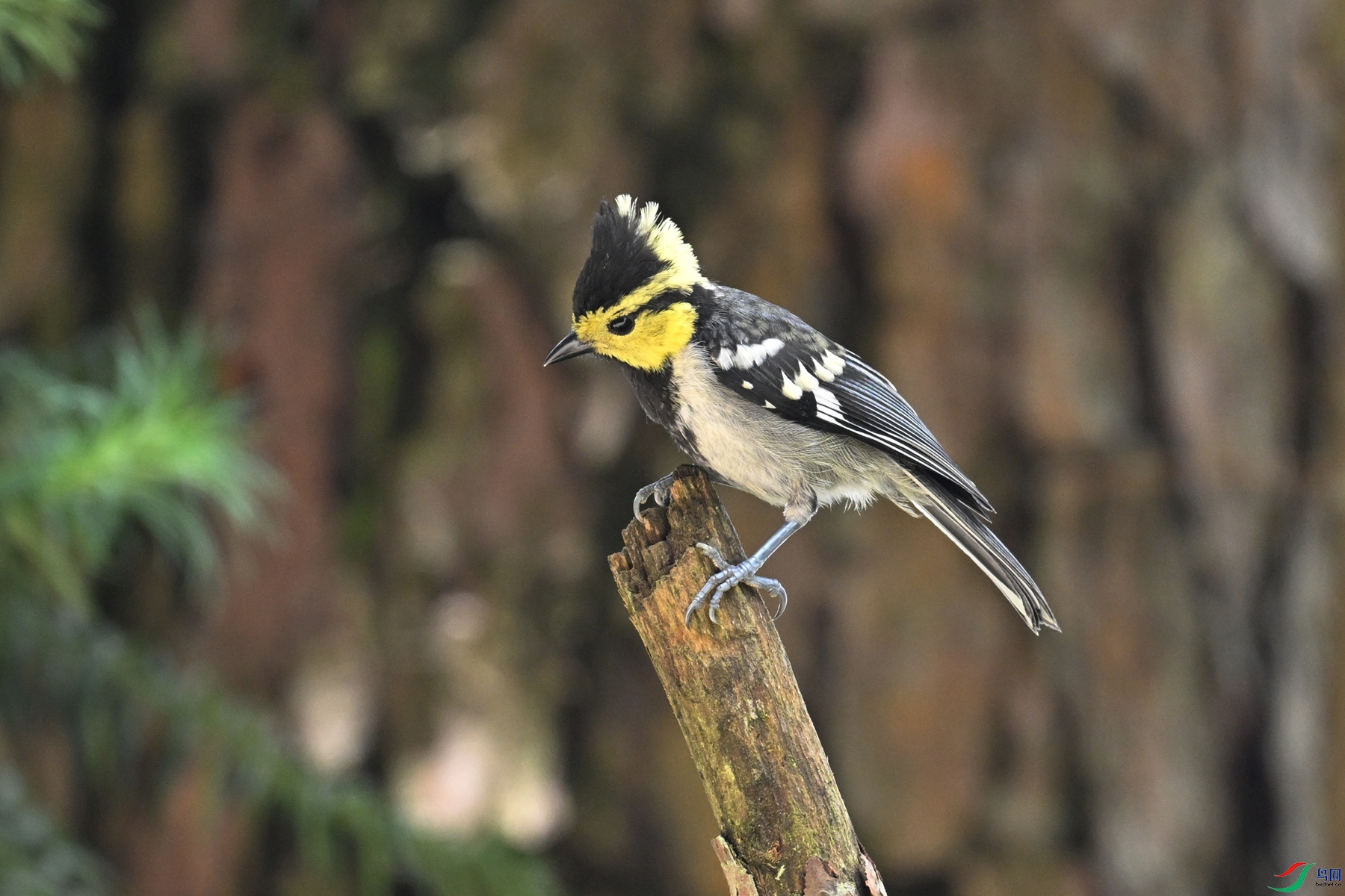 DSC_0078.JPG