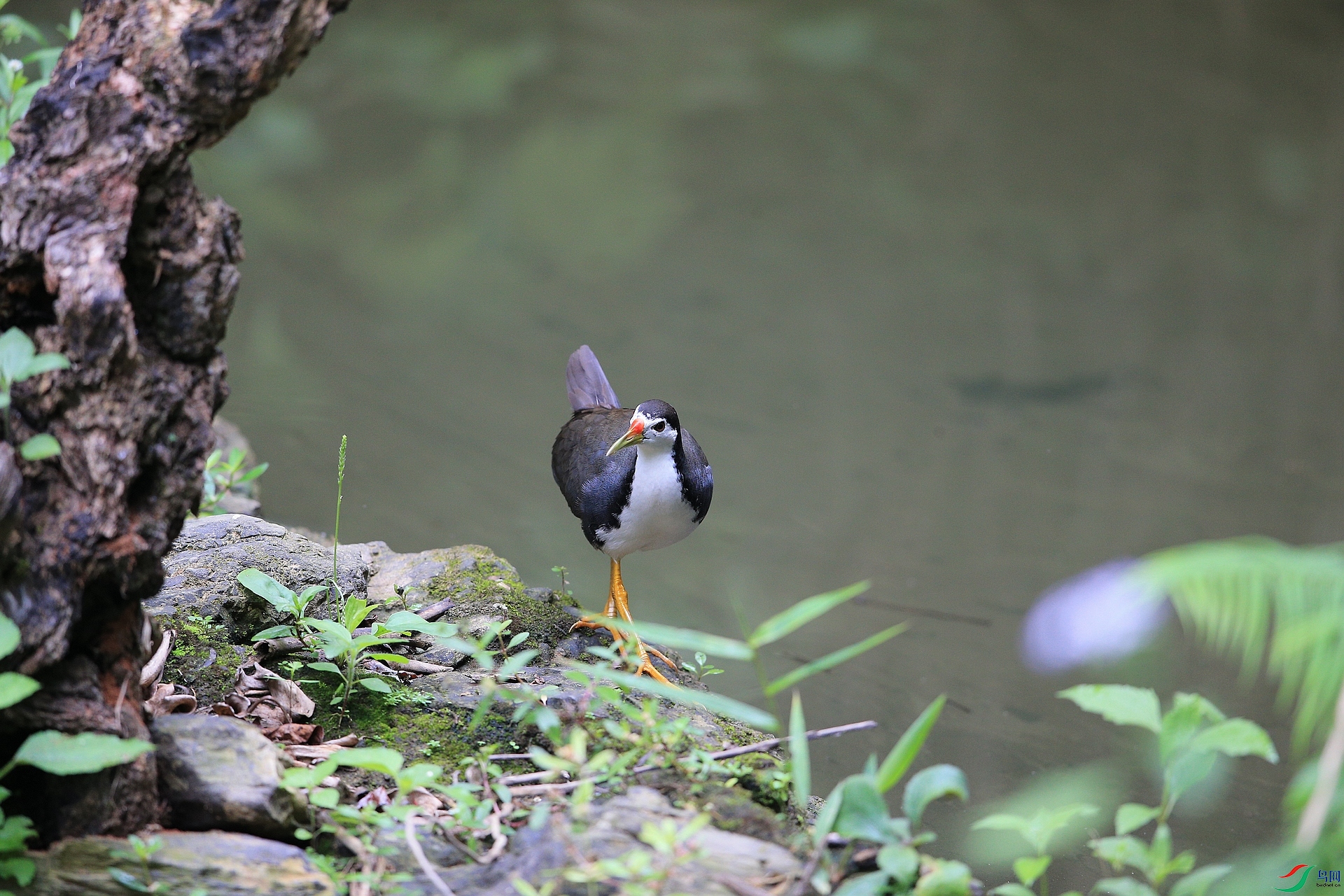 IMGL2350ˮ ��1.JPG