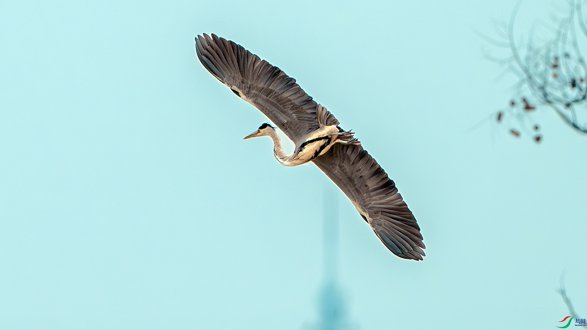 DSC_6427-����ǿ-NR ����.jpg