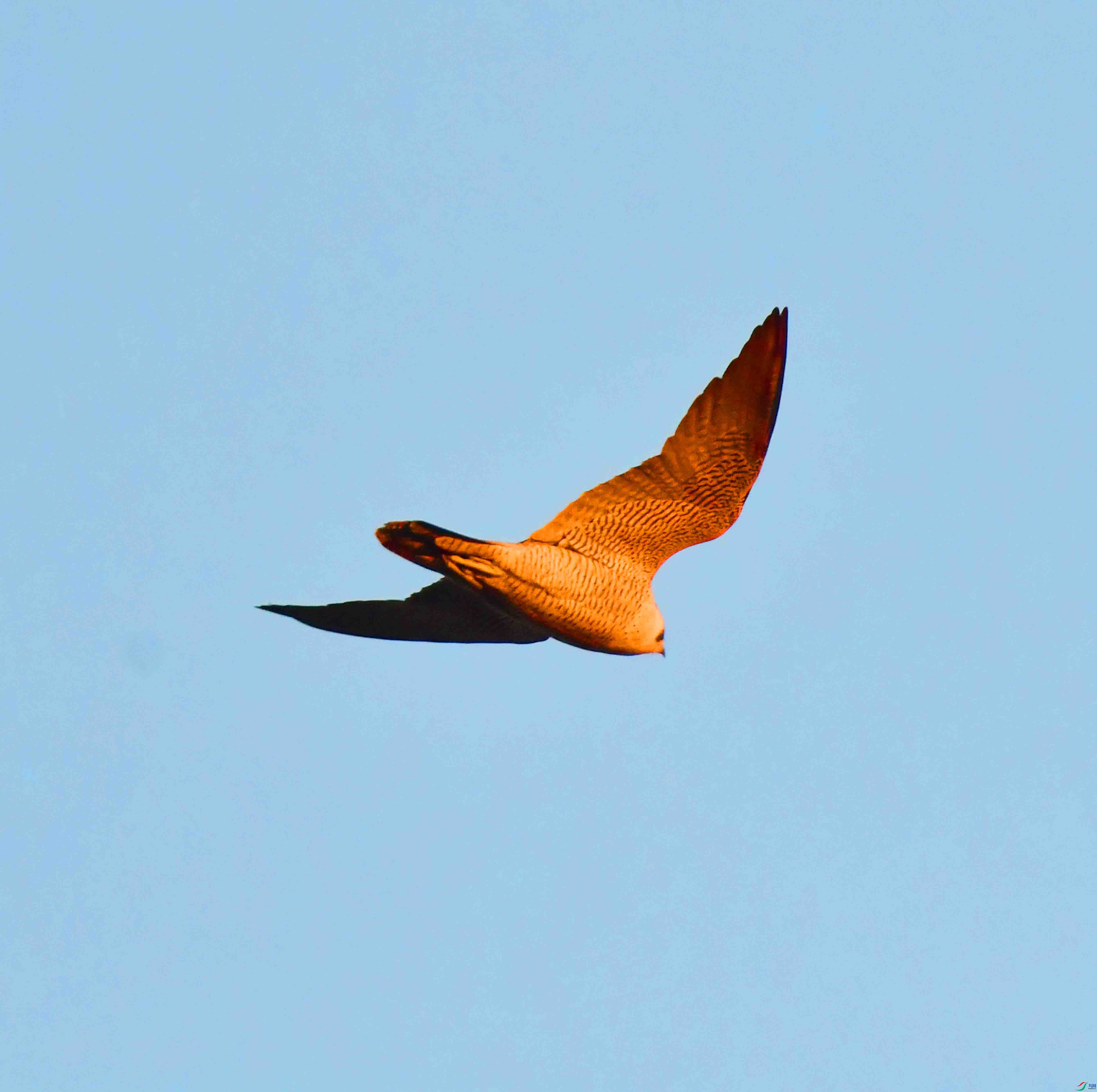 DSC_2820.JPG