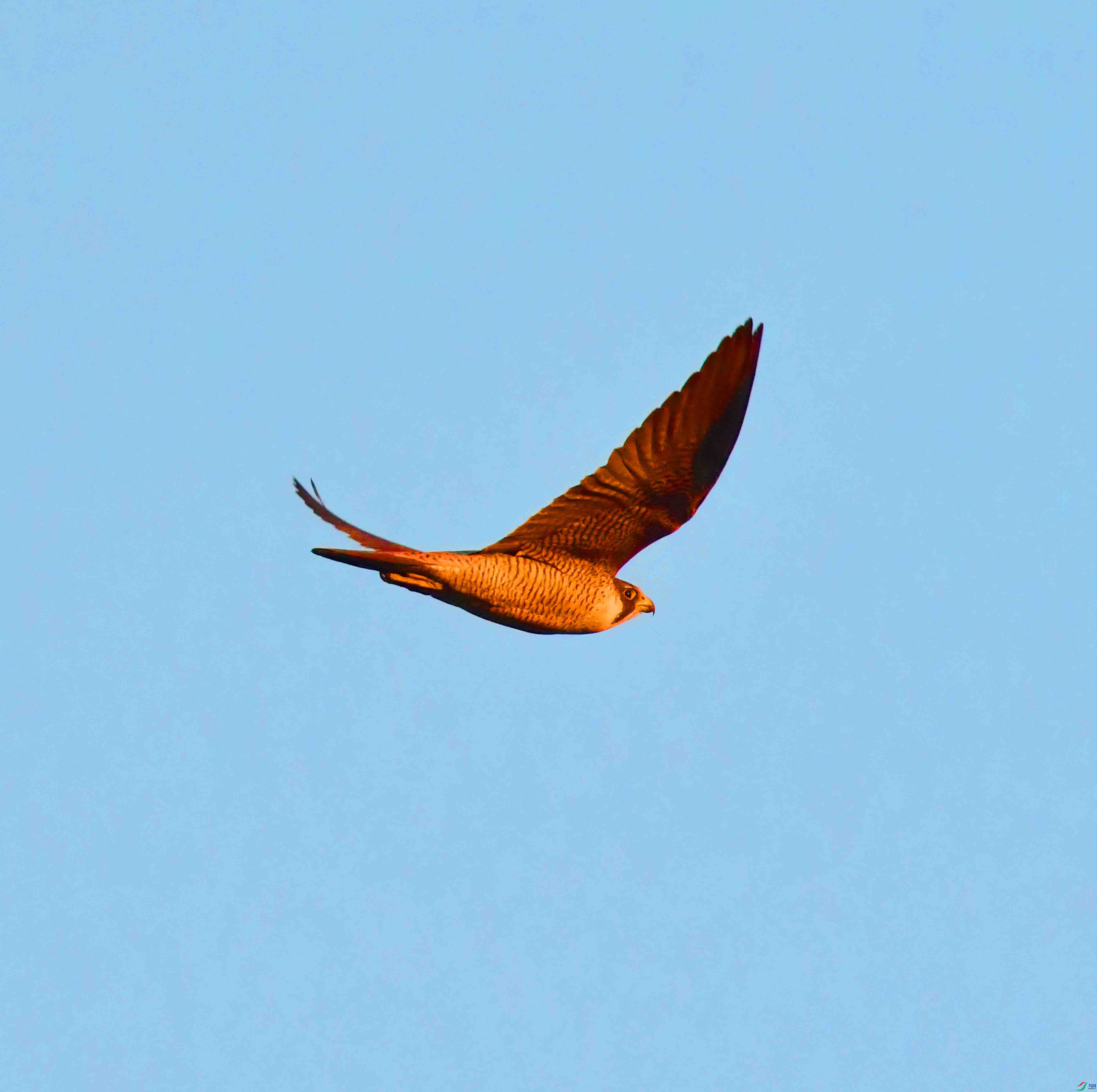 DSC_2822.JPG
