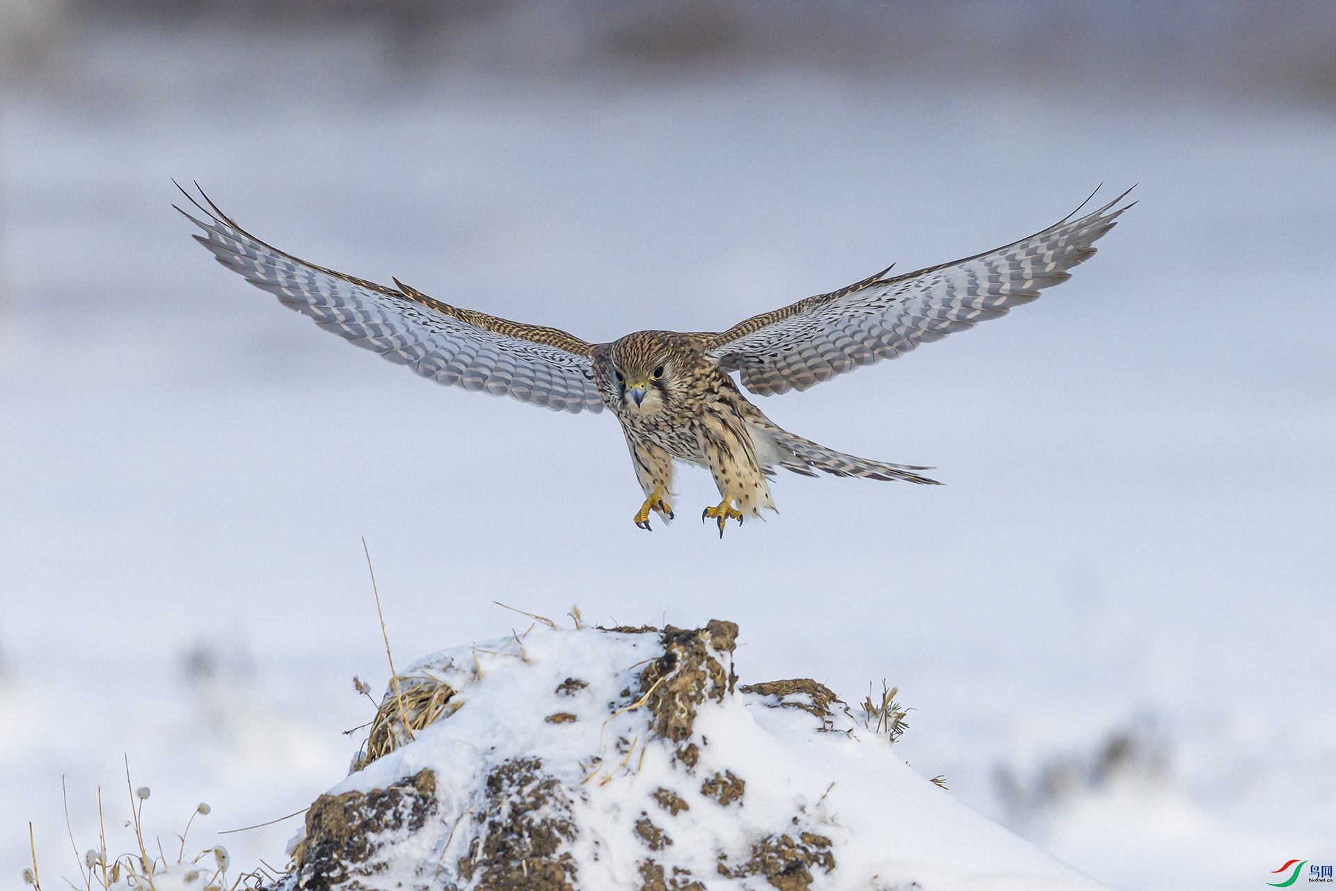 051A8466 ����n.jpg