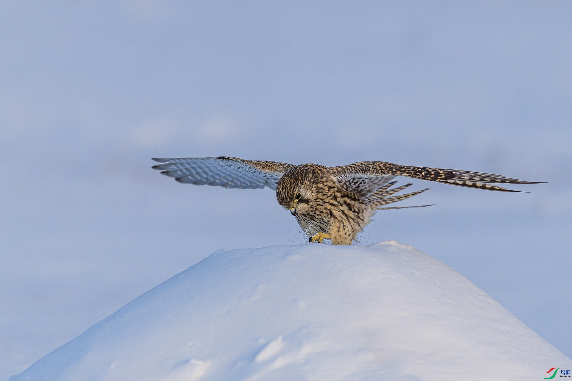 051A8713 ����n.jpg