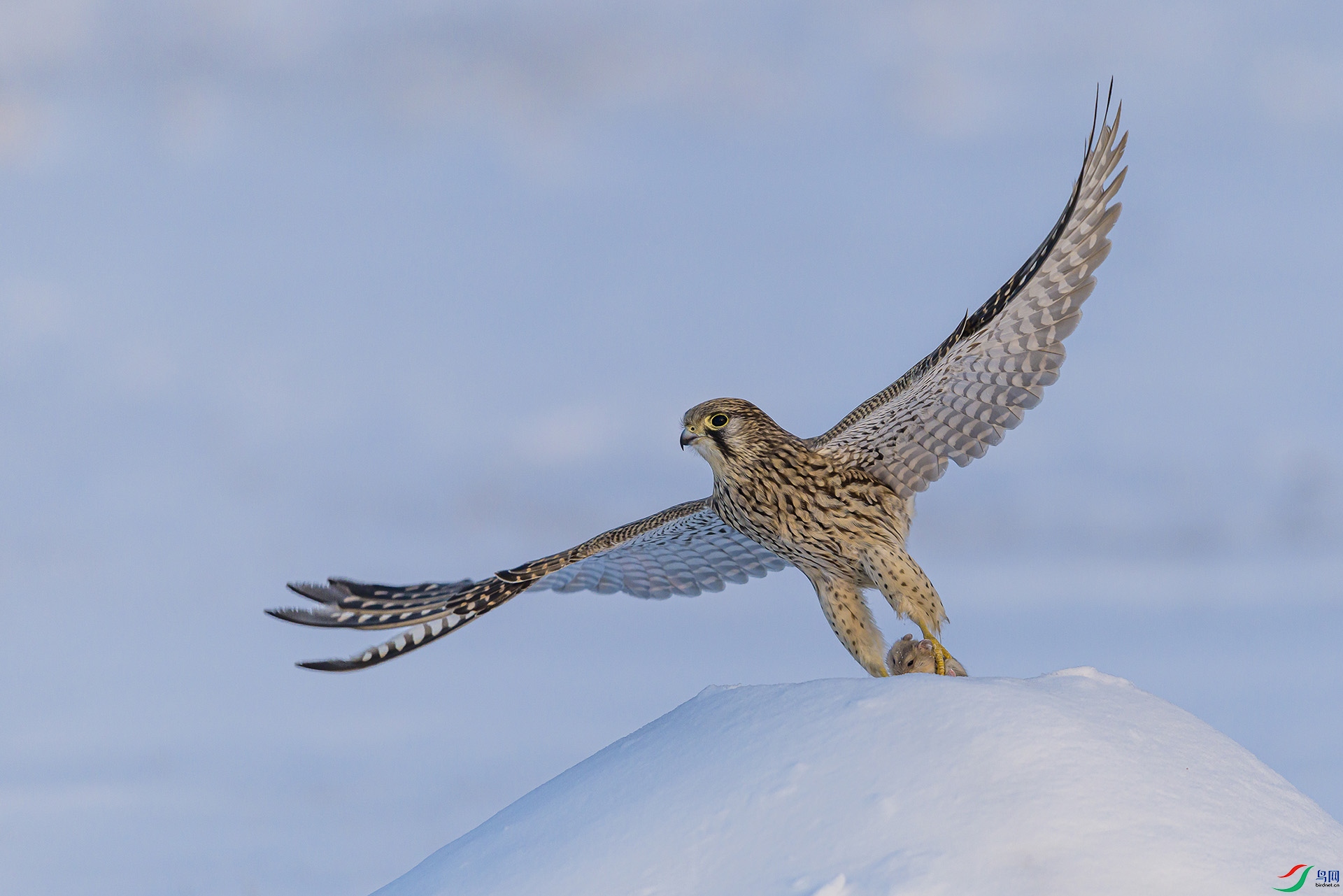 051A8755 ���� n.jpg