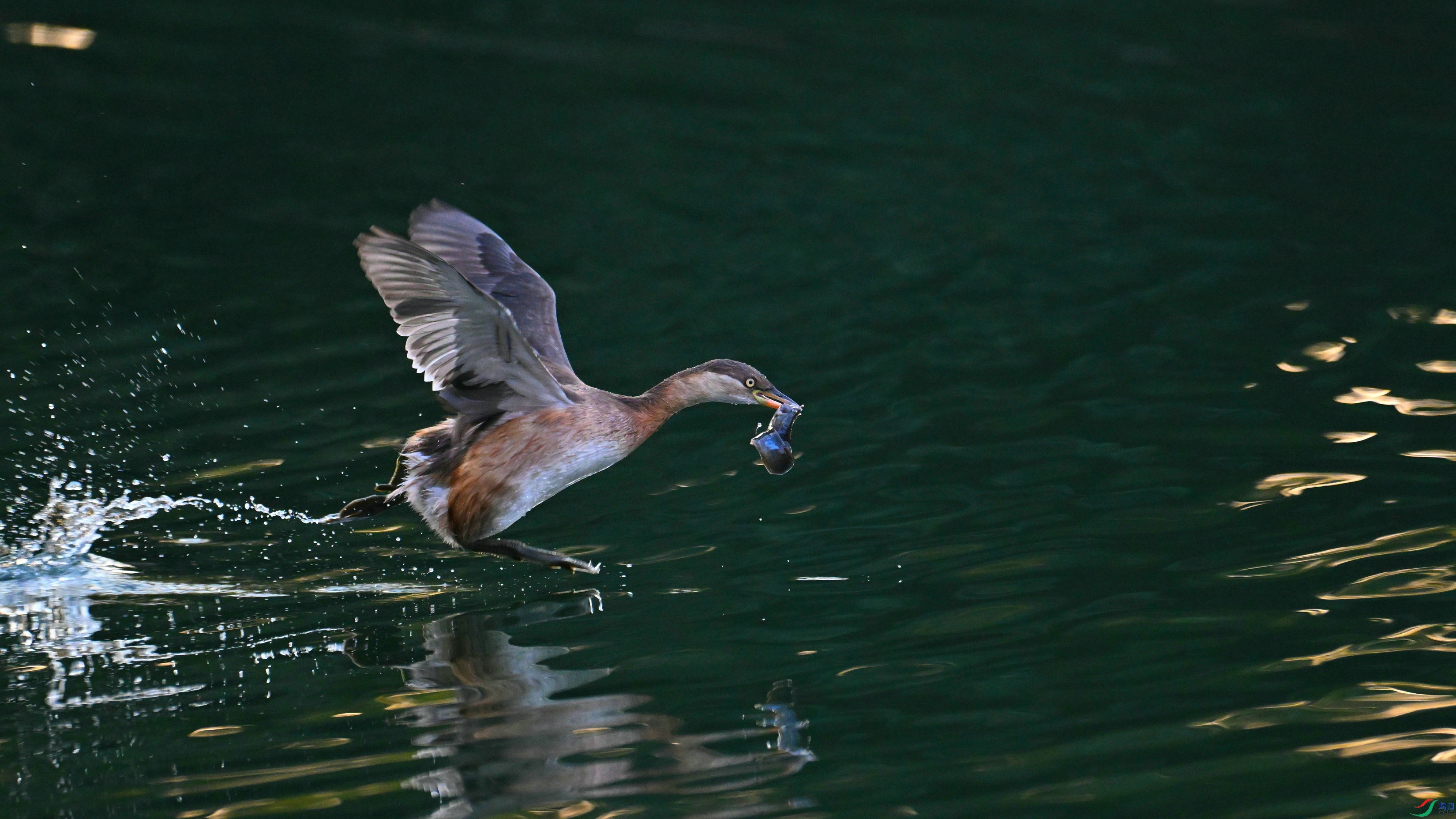 DSC_9738.JPG