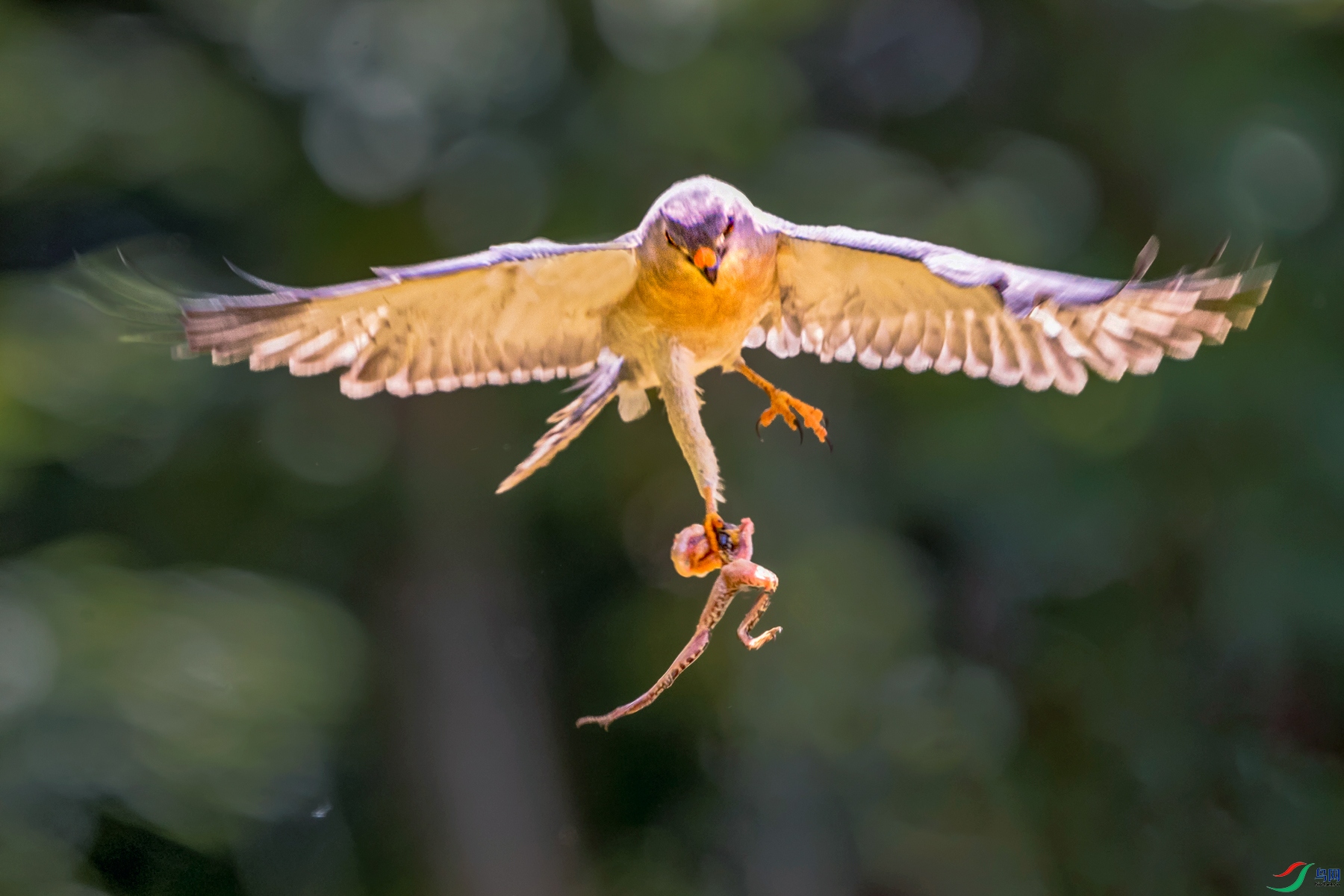 �ูӥ----��צ������