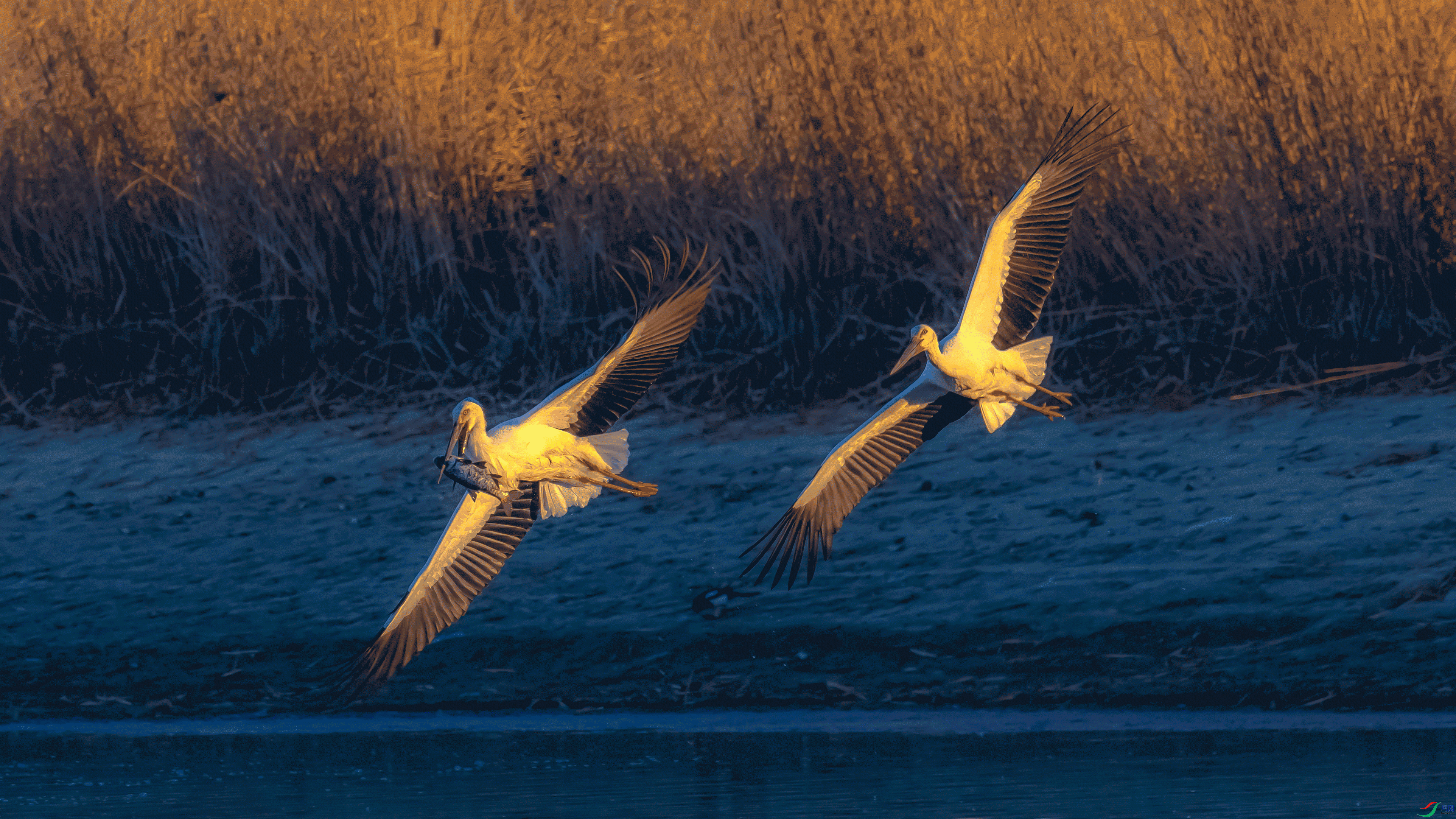 DSC_0049.gif