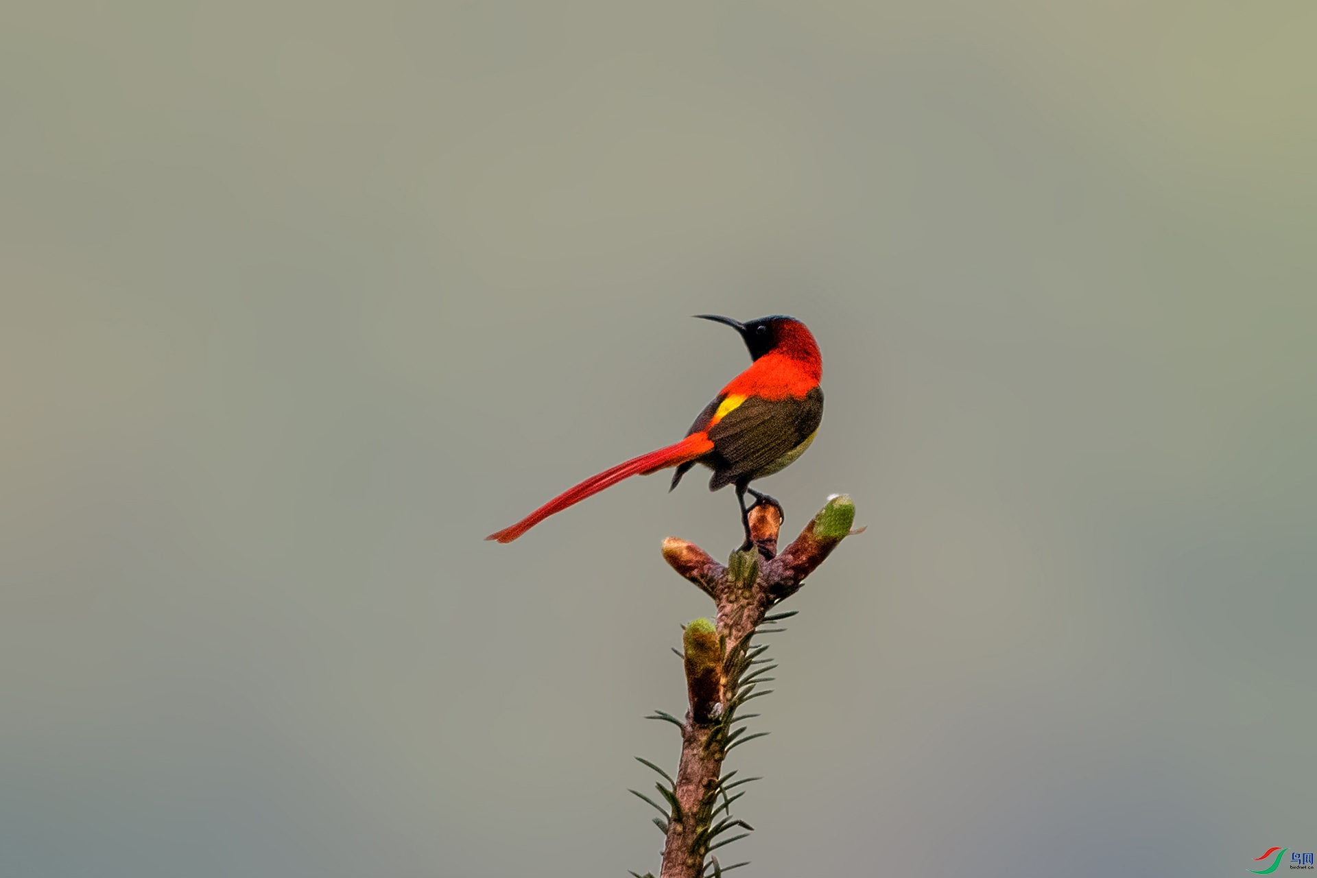 _AUU4411 ��β̫����(25.6.12).jpg