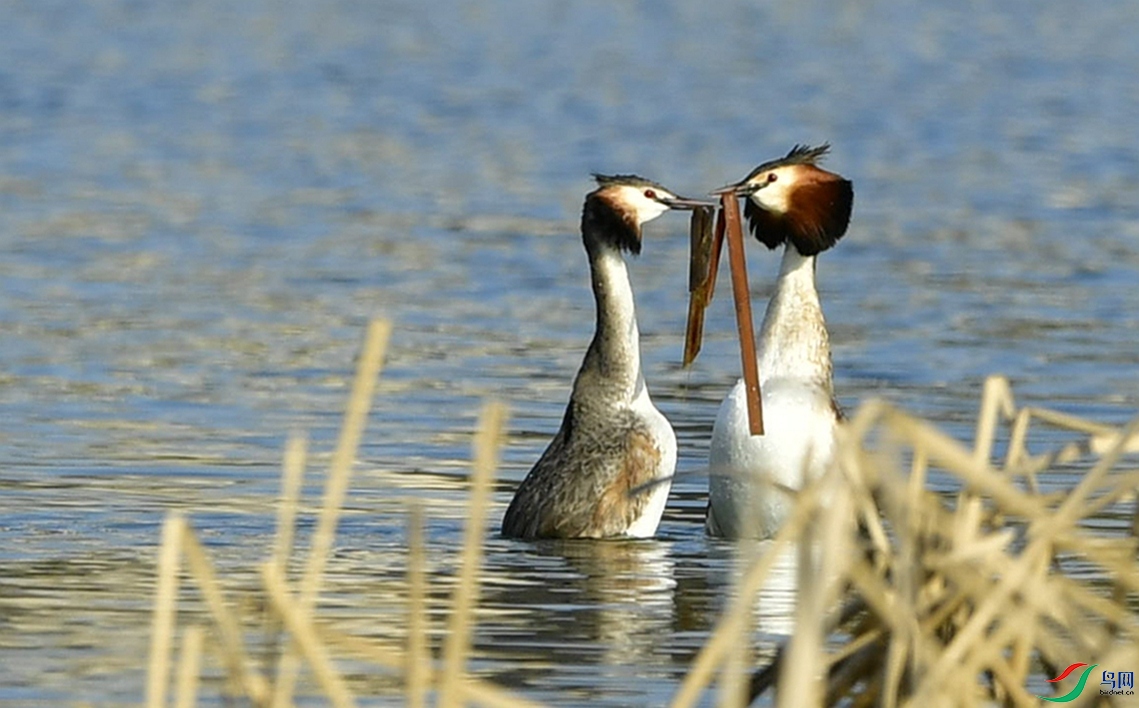 �������á�