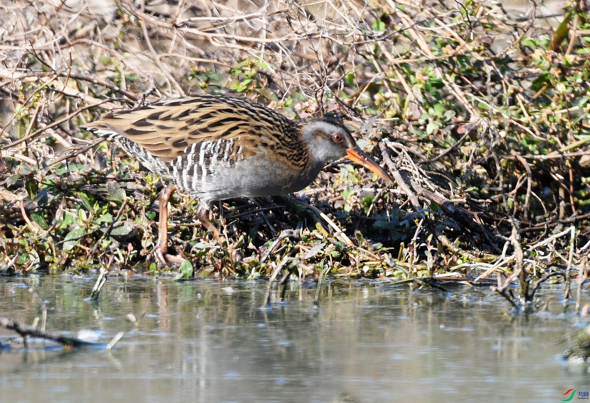 DSC_9135.jpg