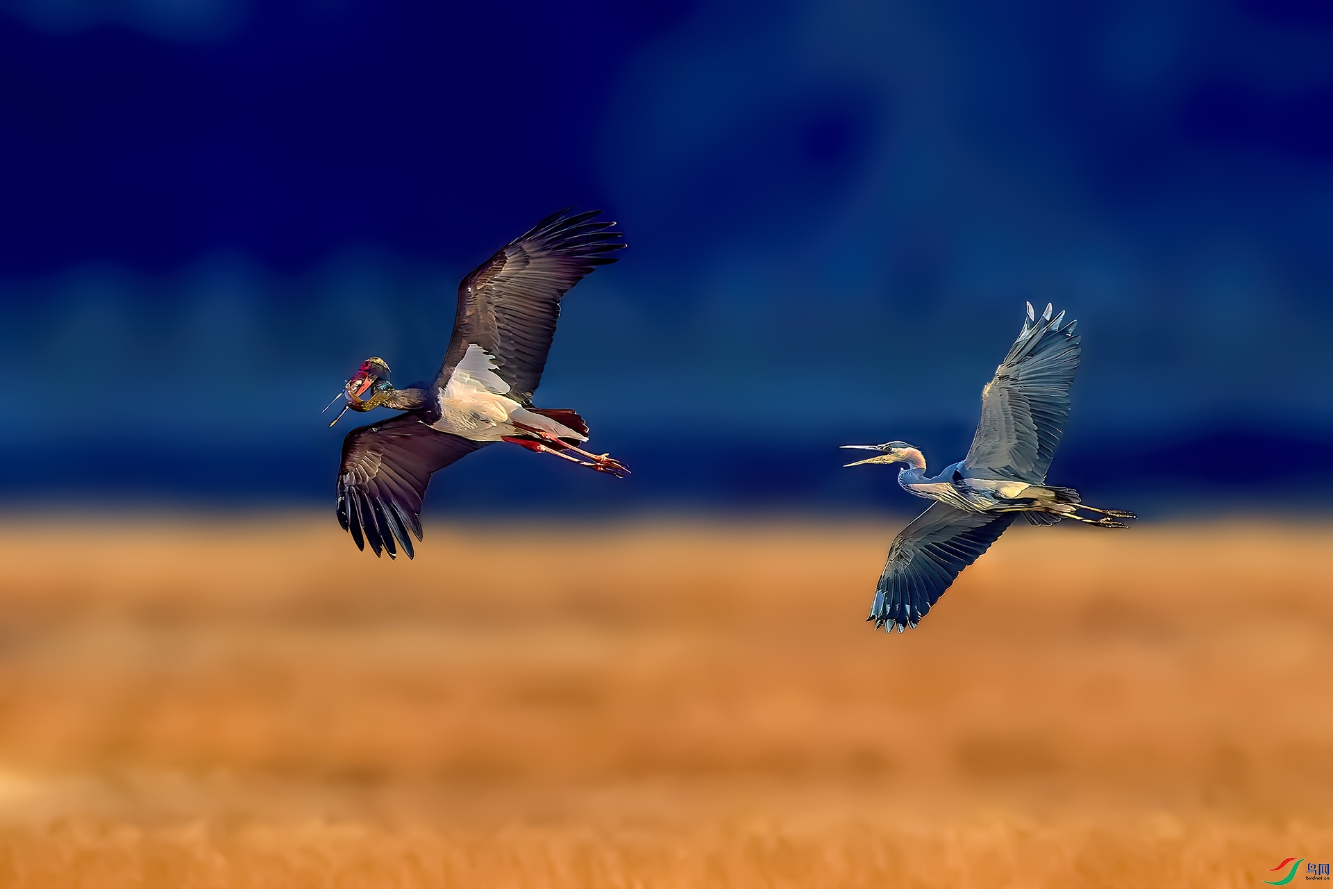 _90A0667-3-HZW.jpg