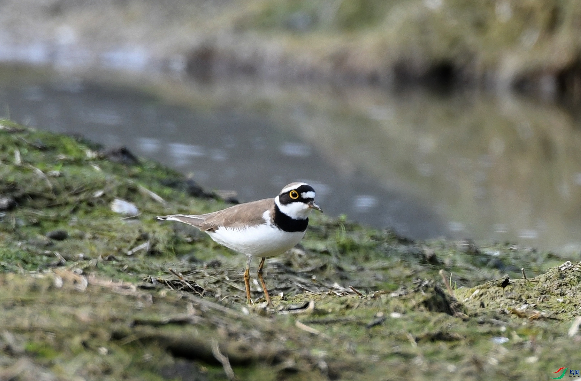 DSC_9817.jpg