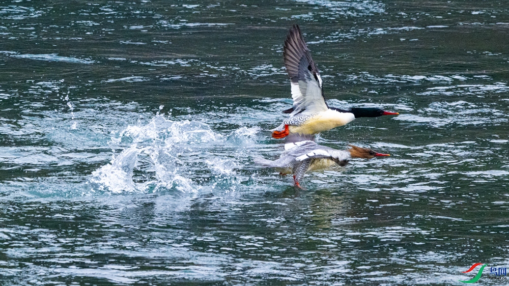 DSC_2337-3.jpg