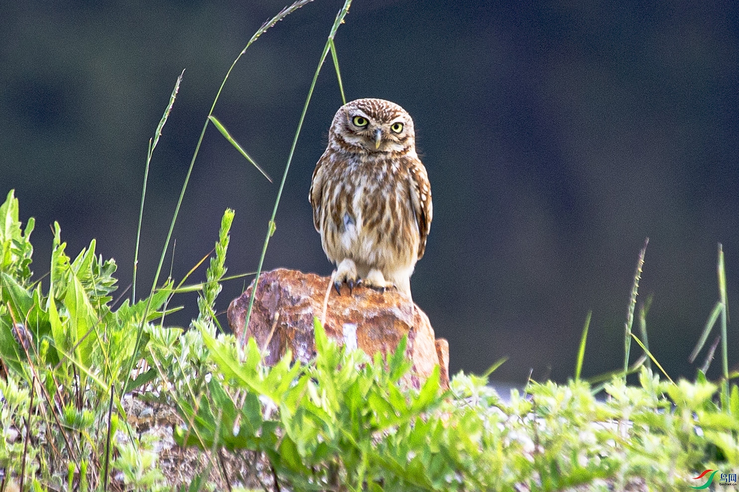 _MG_2499 ����.jpg