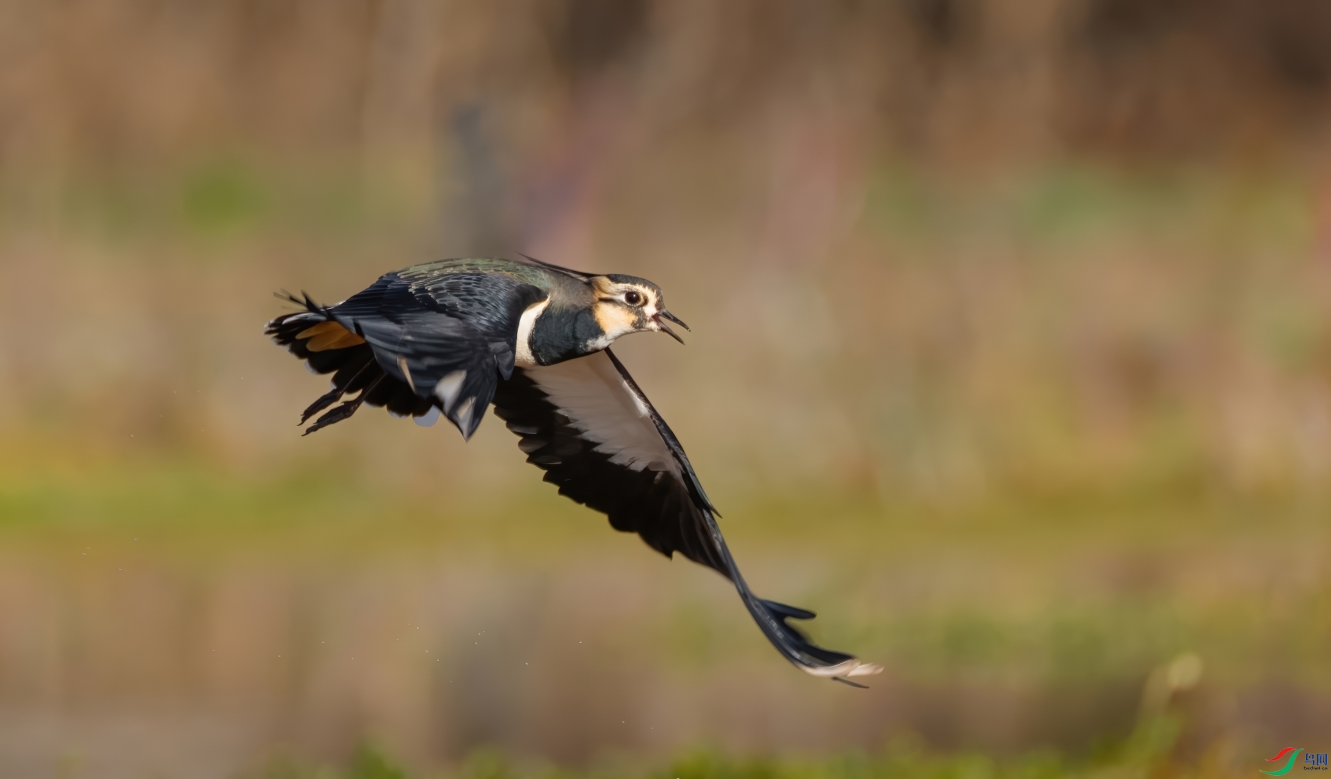 DSC06918-DeNoiseAI-standard-gigapixel-high fidelity v2-1920w.jpeg