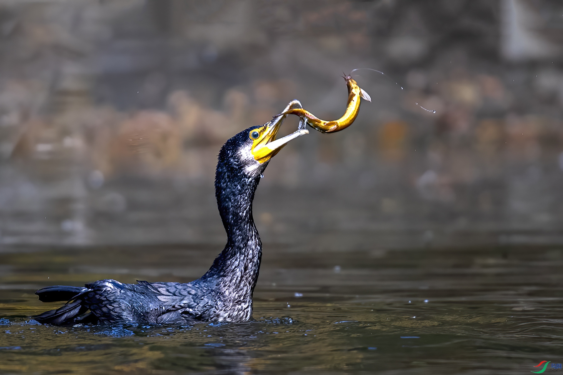 AW4I9460 ���� 2.jpg