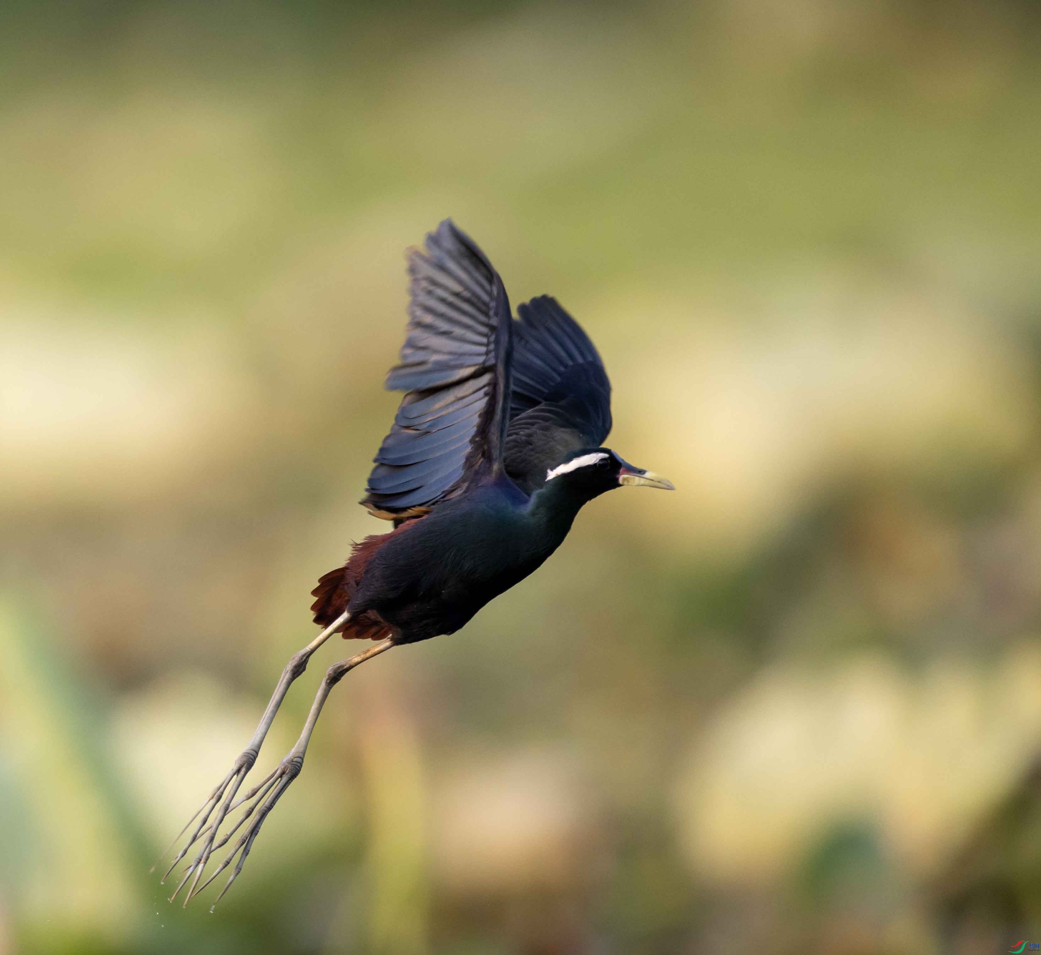 1-xt4L2A0321 ����.jpg