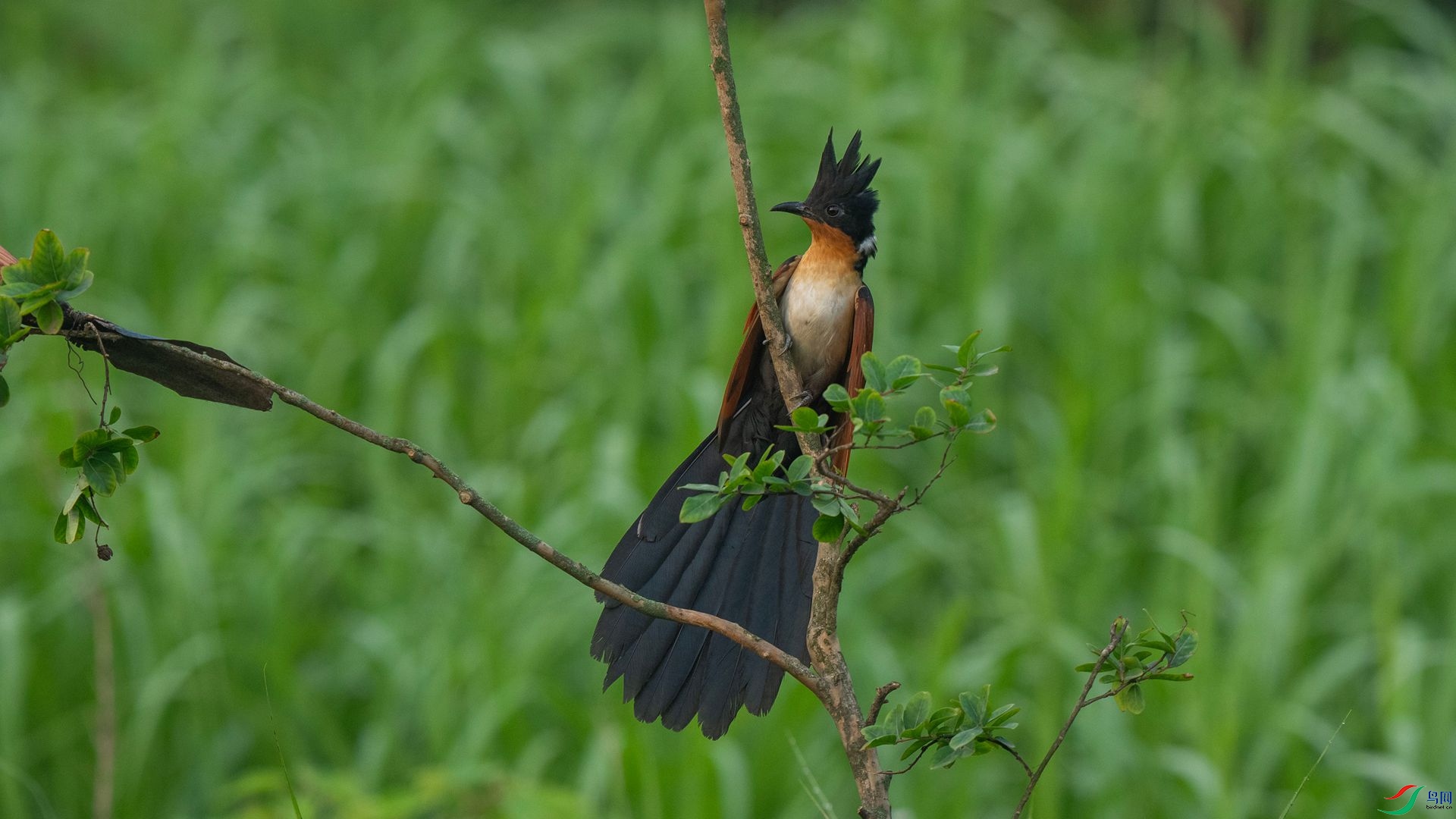 DSC06955 ����.jpg