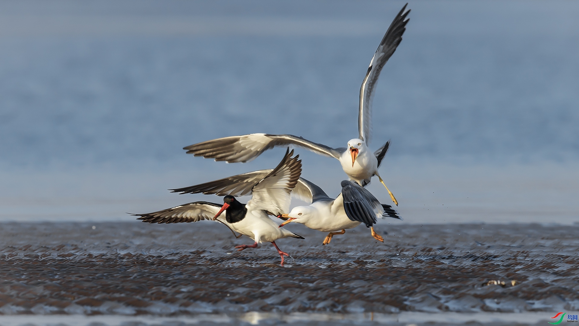 12.17�ݸ�����ʦ��Ʒ ��׷��ʳ�----��Ÿ������ ��ף���ٻ���Ӱʦ������.jpg